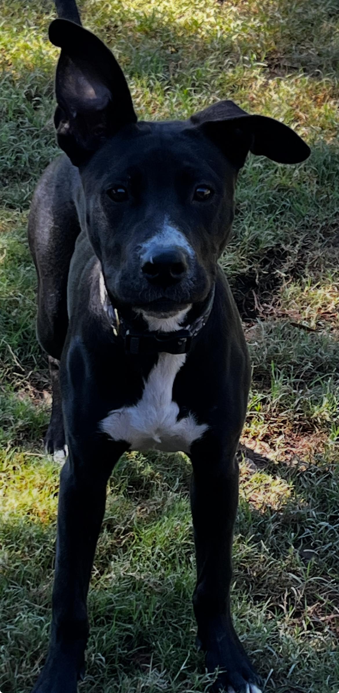 Bruno