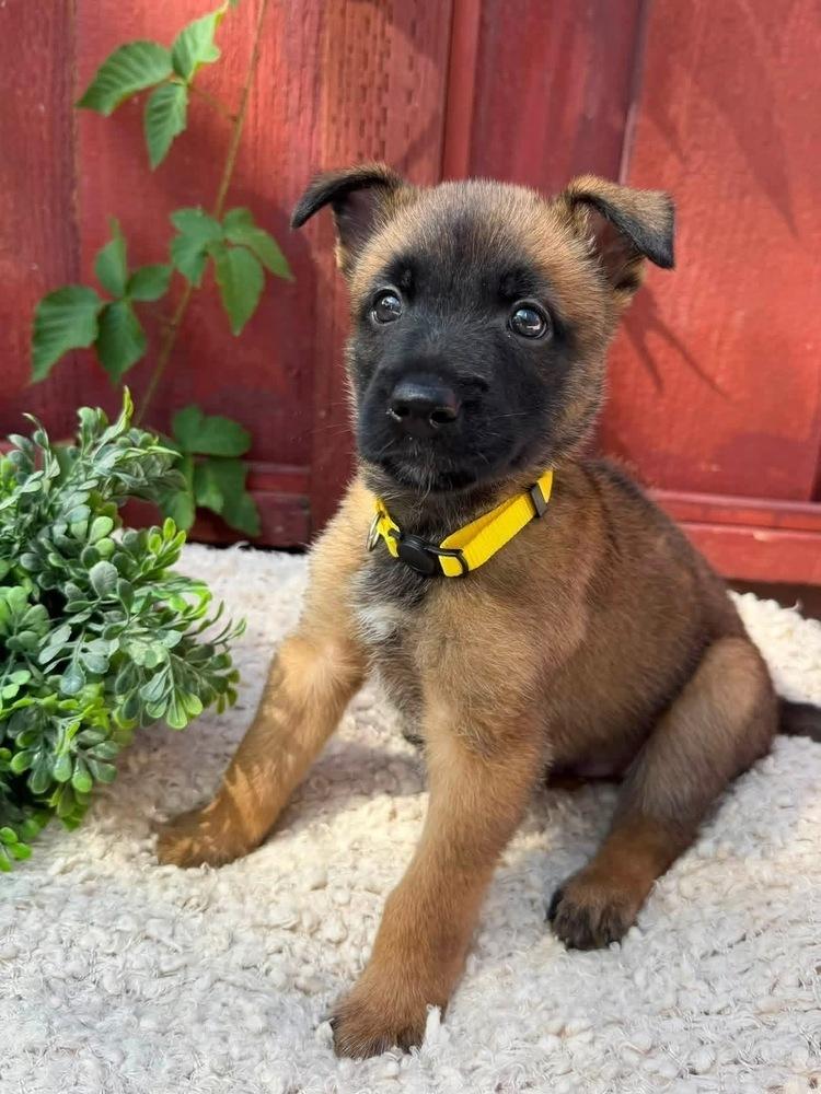 Enlarge Mac, a Adoptable mixed breed in Pleasant Hill, CA image 4/5