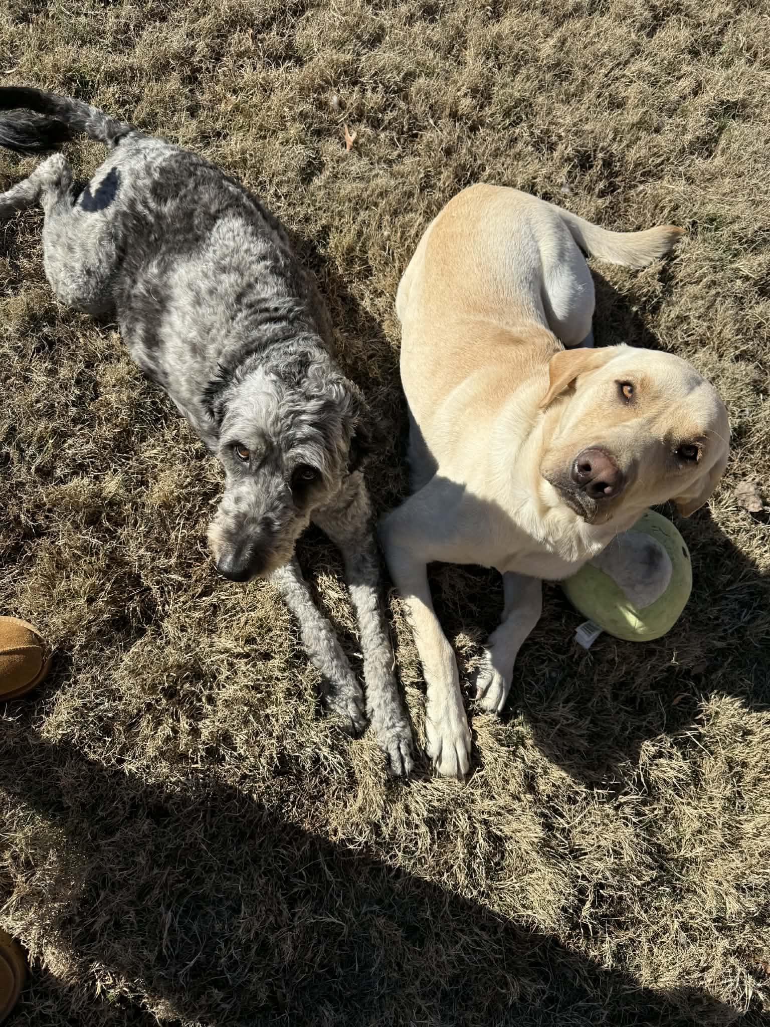 Lou, a ADOPTABLE Labrador Retriever in Cordova, TN image 3/5