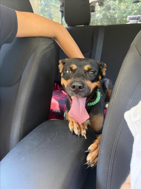 AERI, Adoptable, Young Female Hound & Mixed Breed.