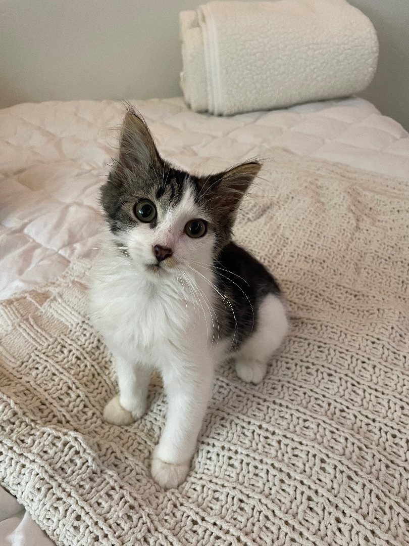 Enlarge Cookie, a Adopted Domestic Medium Hair in San Diego, CA image 1/2