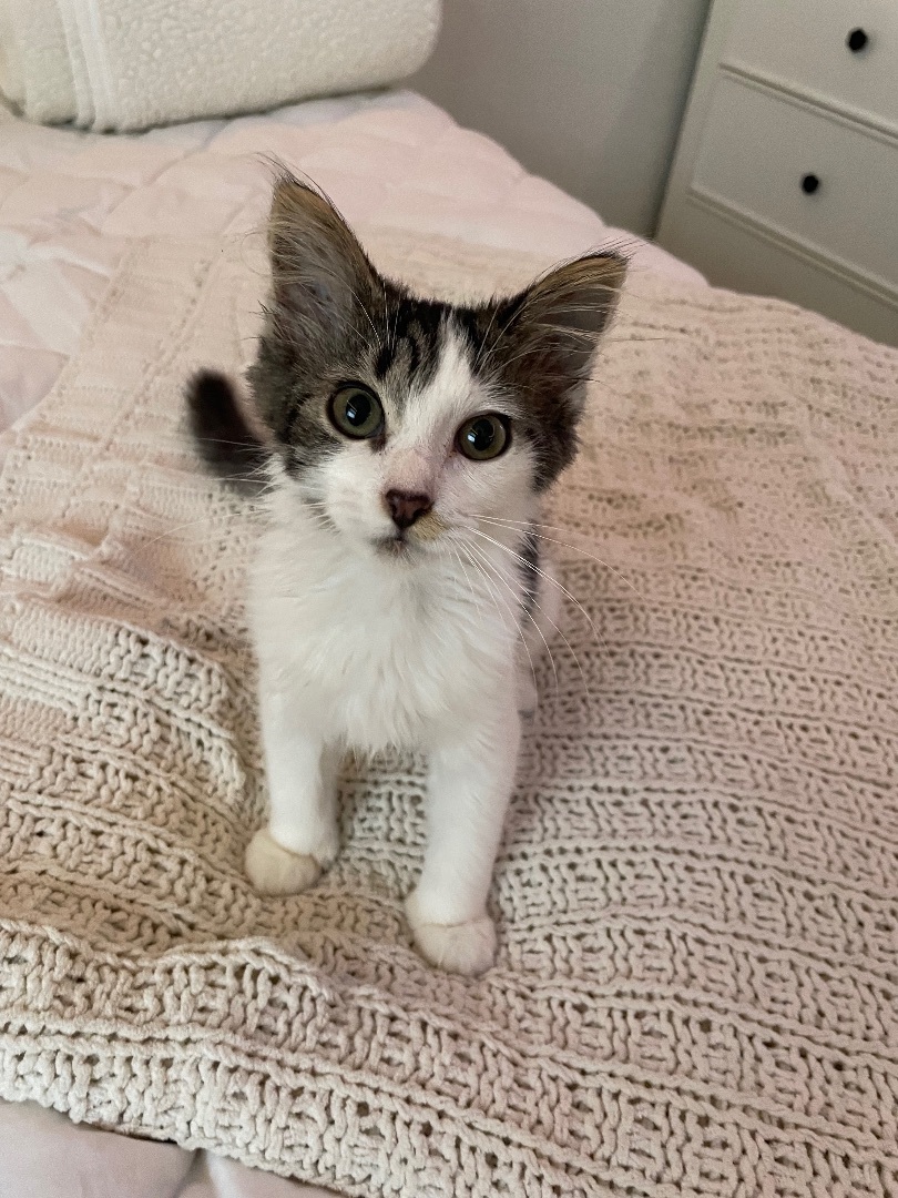 Enlarge Cookie, a Adopted Domestic Medium Hair in San Diego, CA image 2/2