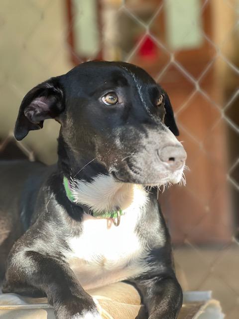 Enlarge Mama Furtiva, a Adoptable mixed breed in Seattle, WA image 5/6