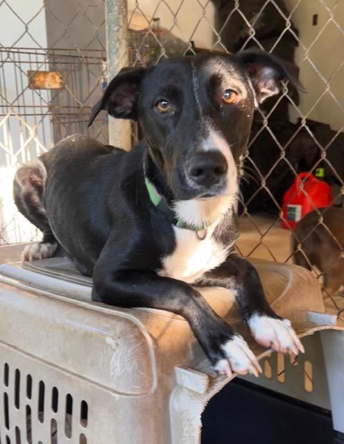 Enlarge Mama Furtiva, a Adoptable mixed breed in Seattle, WA image 1/6