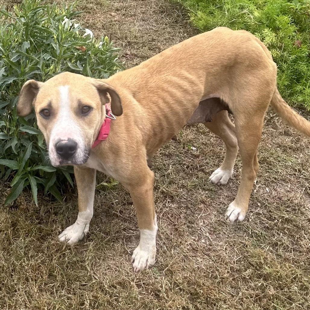 Harper, Adoptable, Young Female Pit Bull Terrier.
