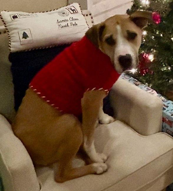 Enlarge Harper, a Adoptable Pit Bull Terrier in Oceanside, CA image 2/3