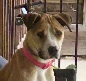 Enlarge Harper, a Adoptable Pit Bull Terrier in Oceanside, CA image 3/3