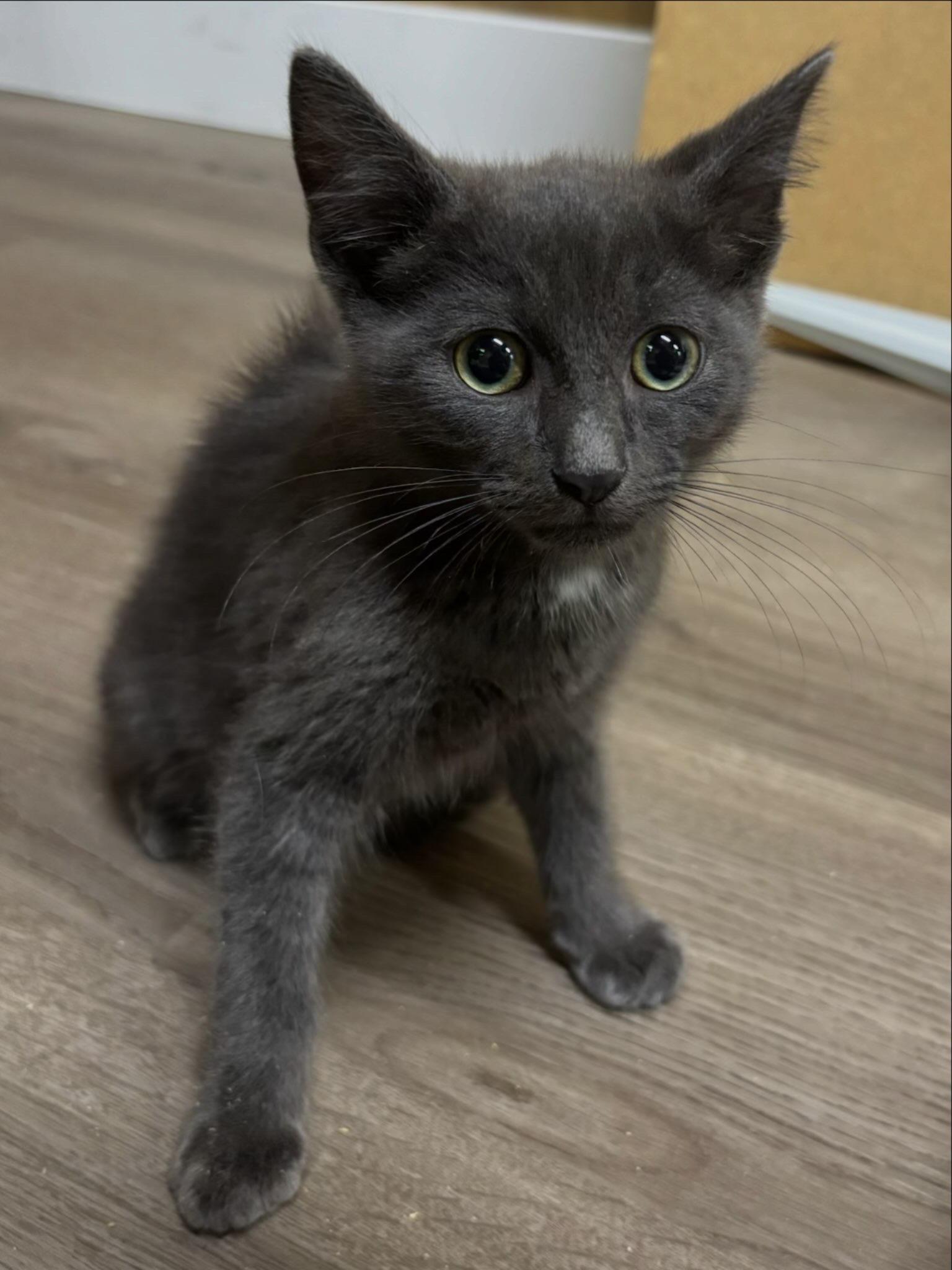 Kove, Adopted, Kitten Male Russian Blue.