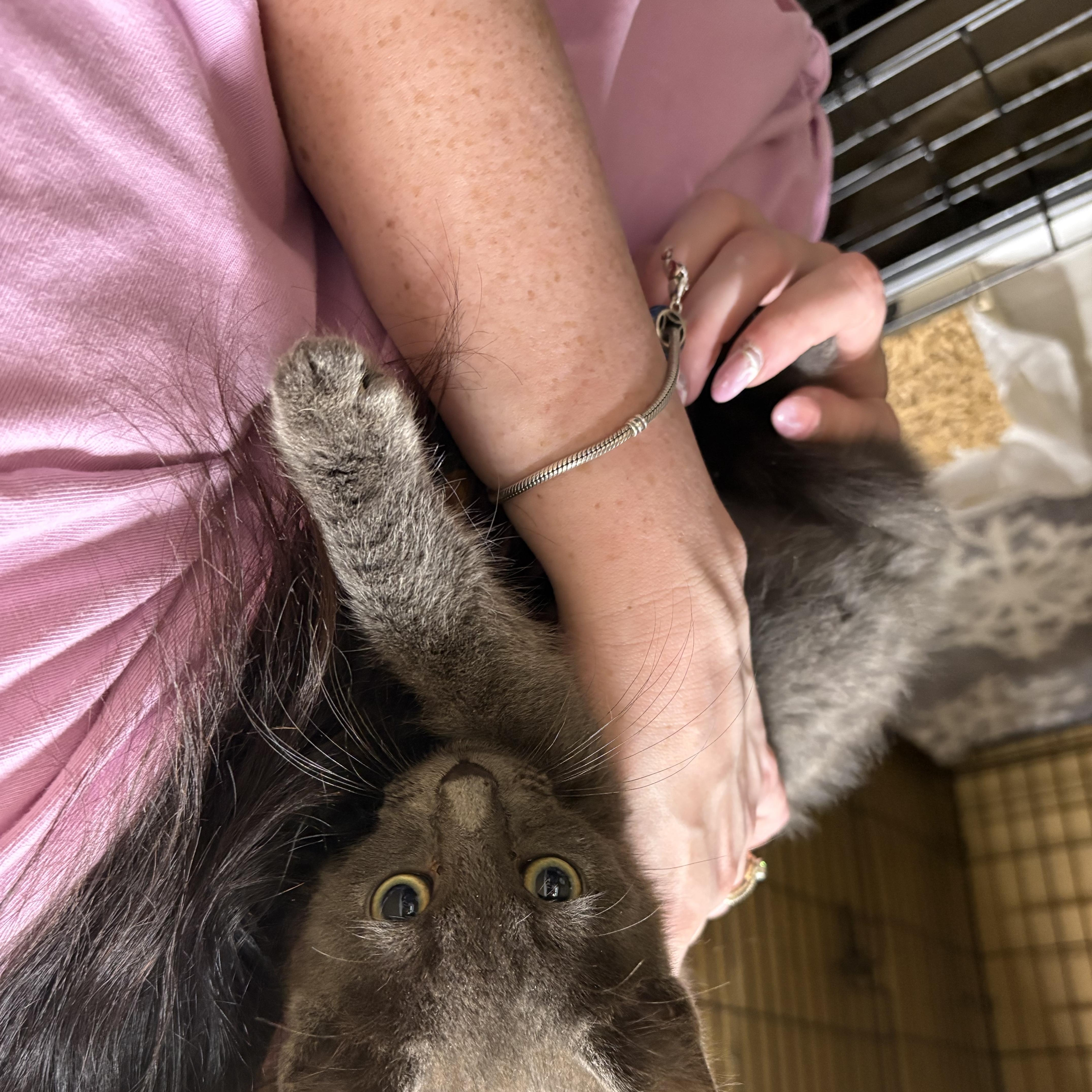 Enlarge Kove, a Adopted Russian Blue in Westville, NJ image 3/3
