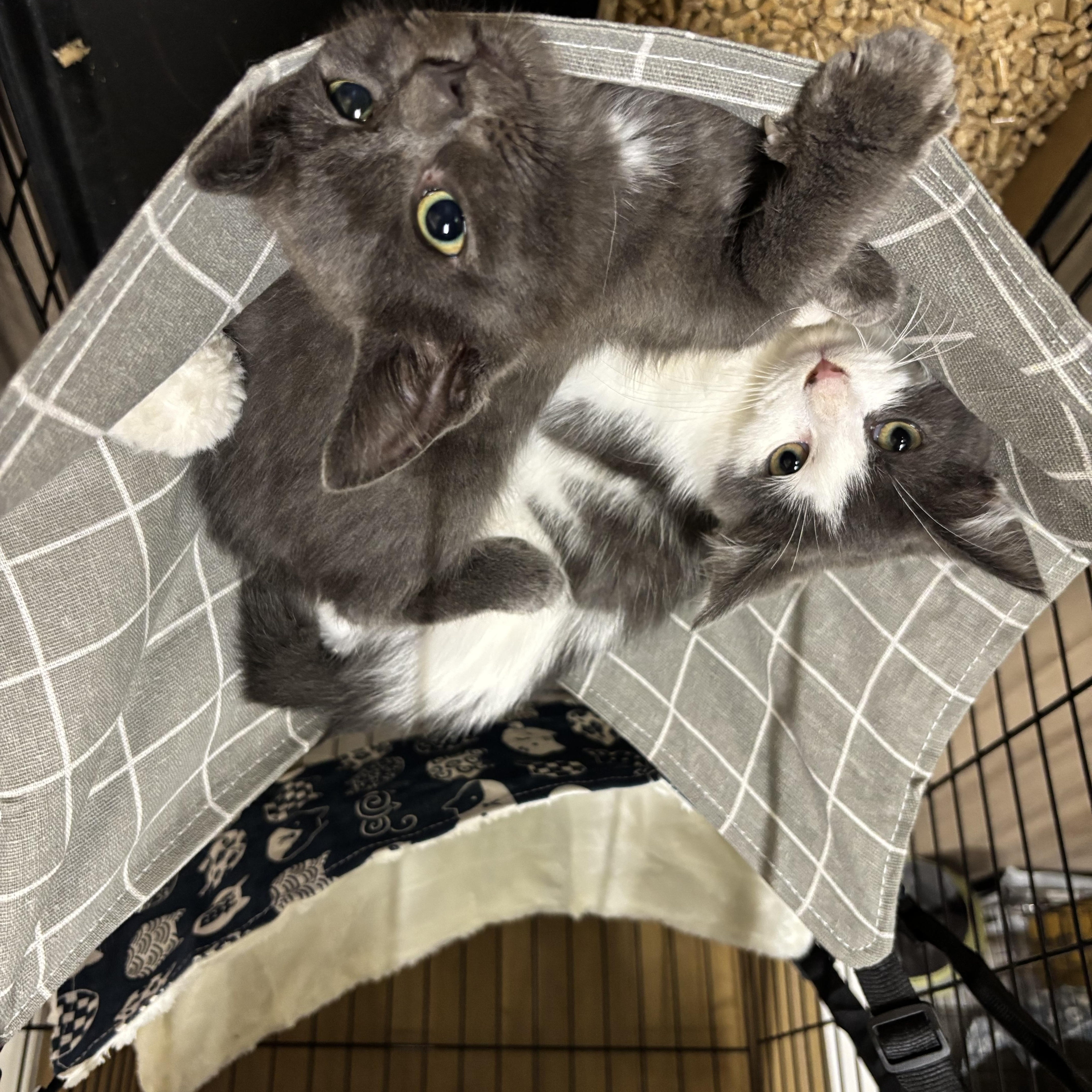 Enlarge Kove, a Adopted Russian Blue in Westville, NJ image 2/3