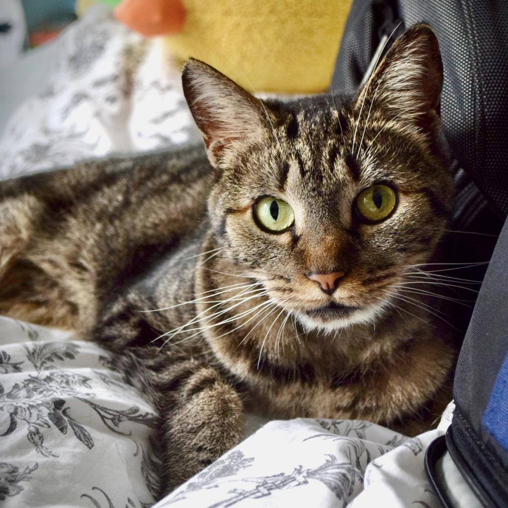 Violet — thumbnail 2