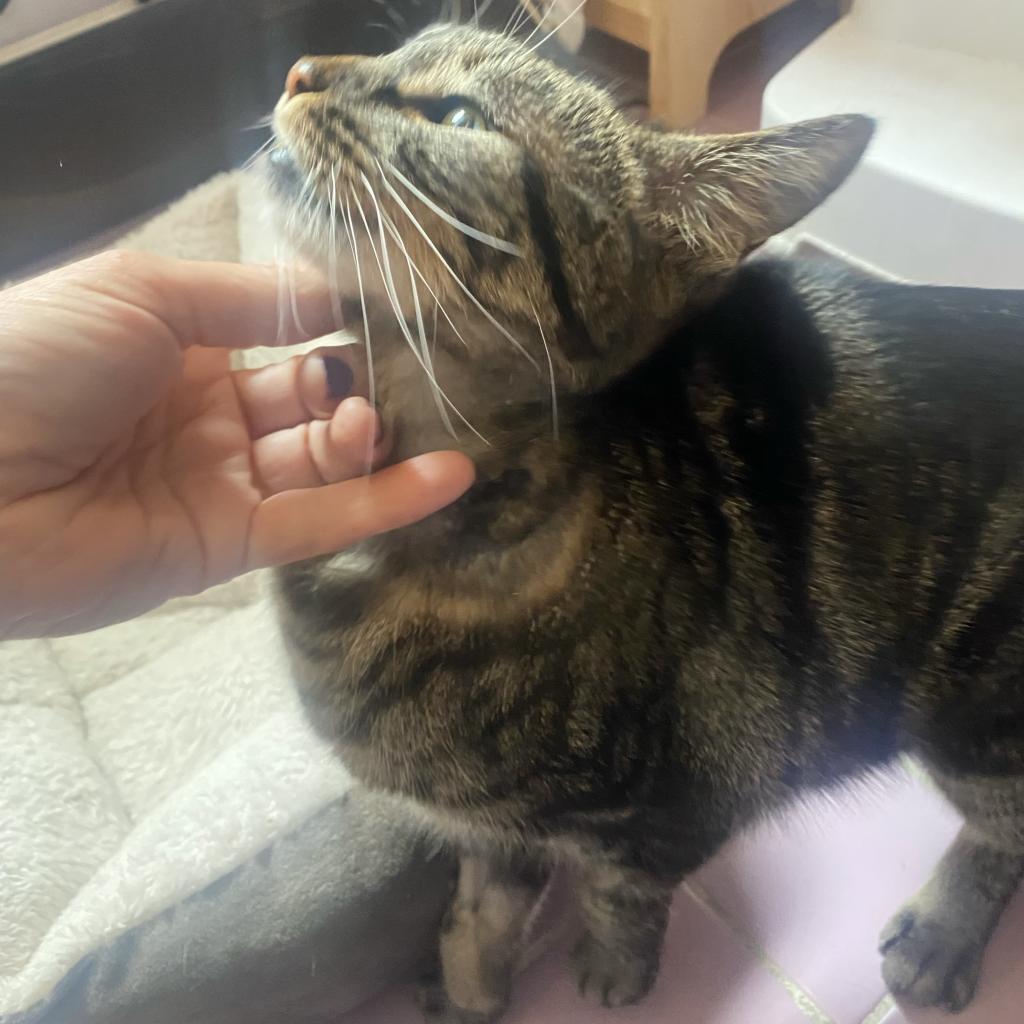 Violet — thumbnail 3