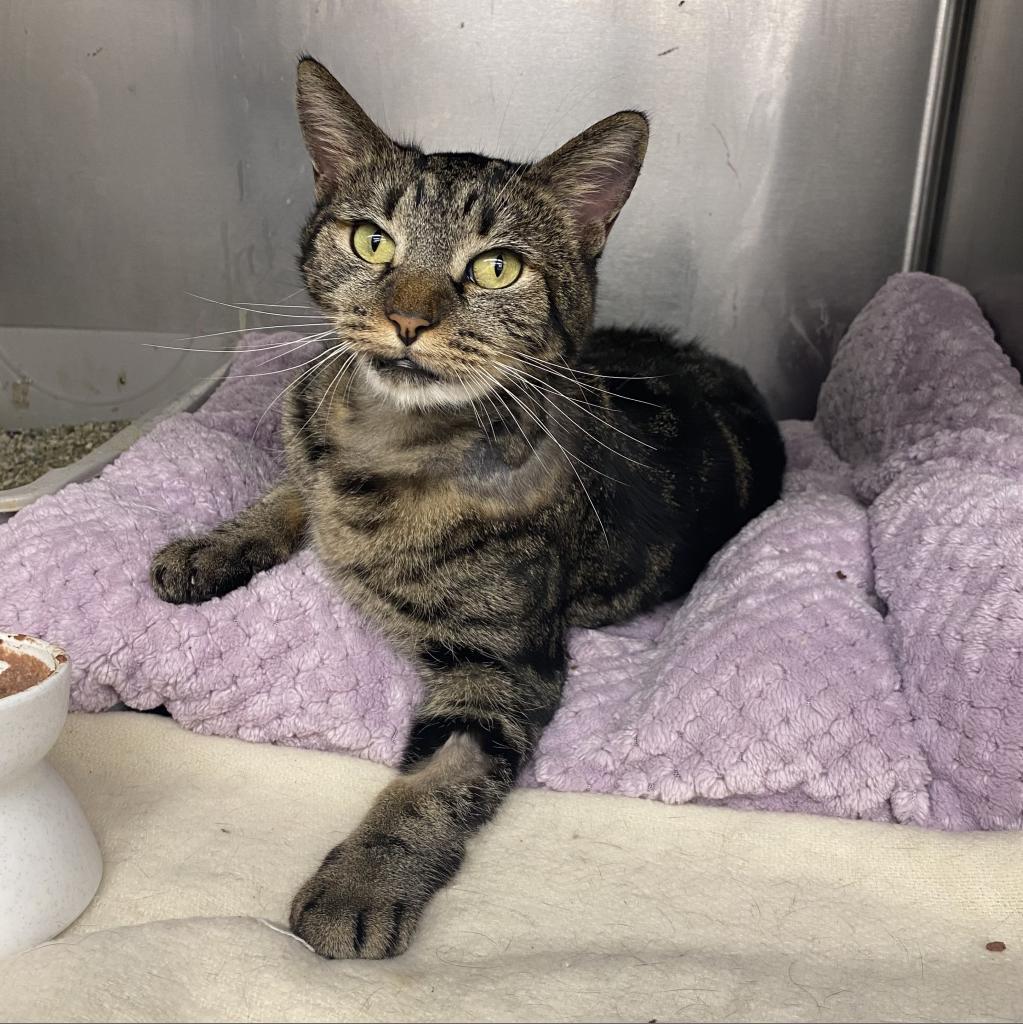 Violet — thumbnail 4