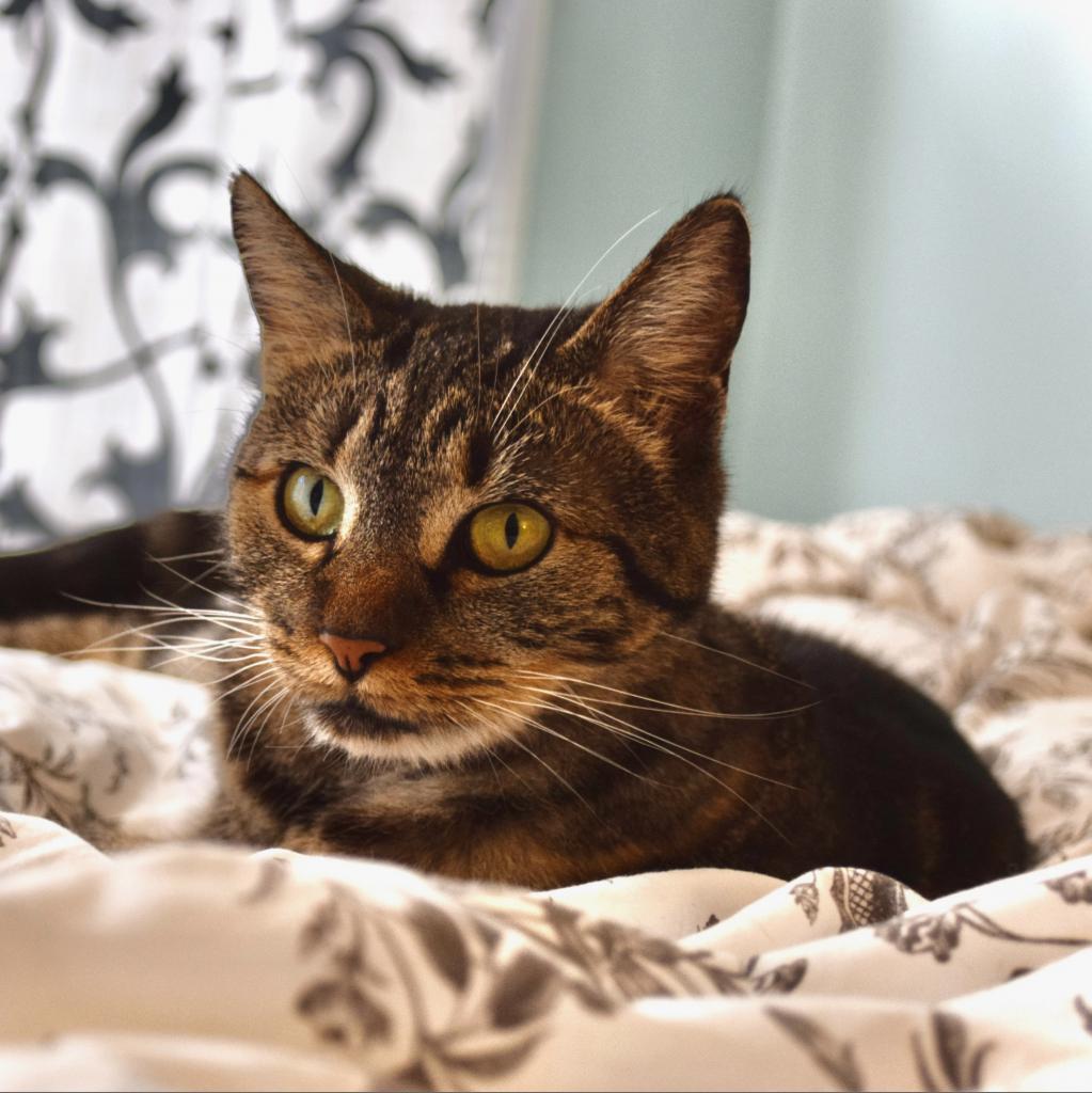 Violet — thumbnail 5