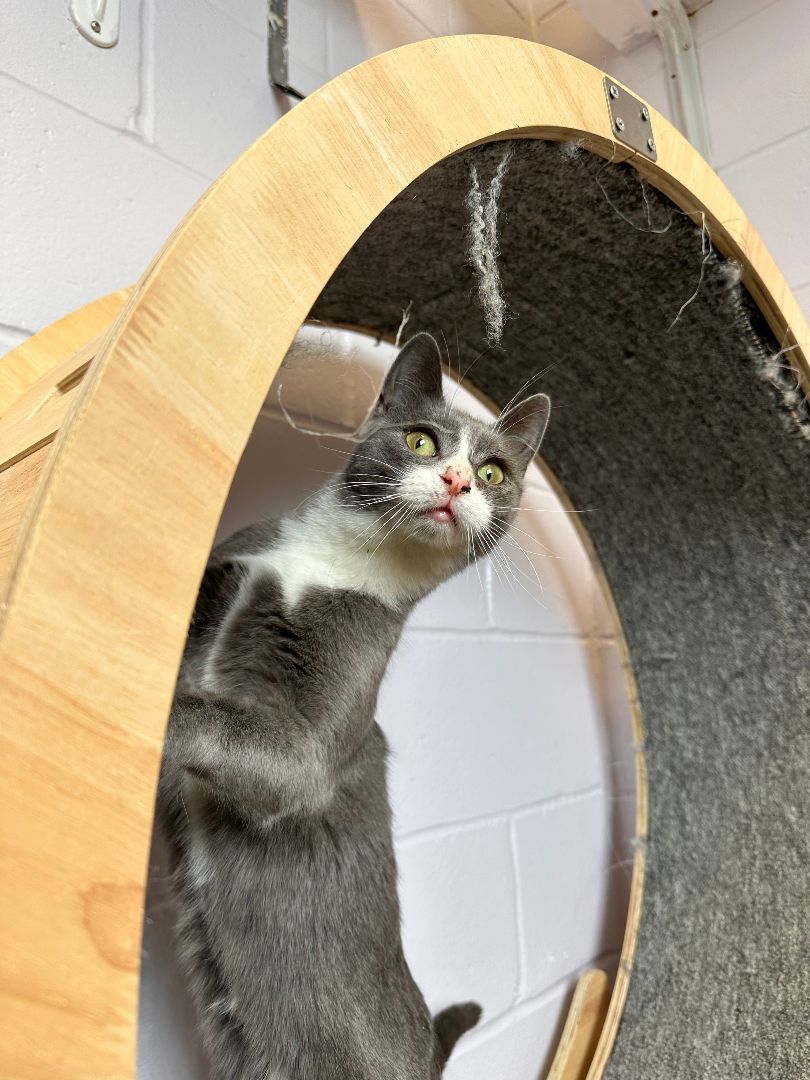 Darci, Adoptable, Young Female Domestic Short Hair.