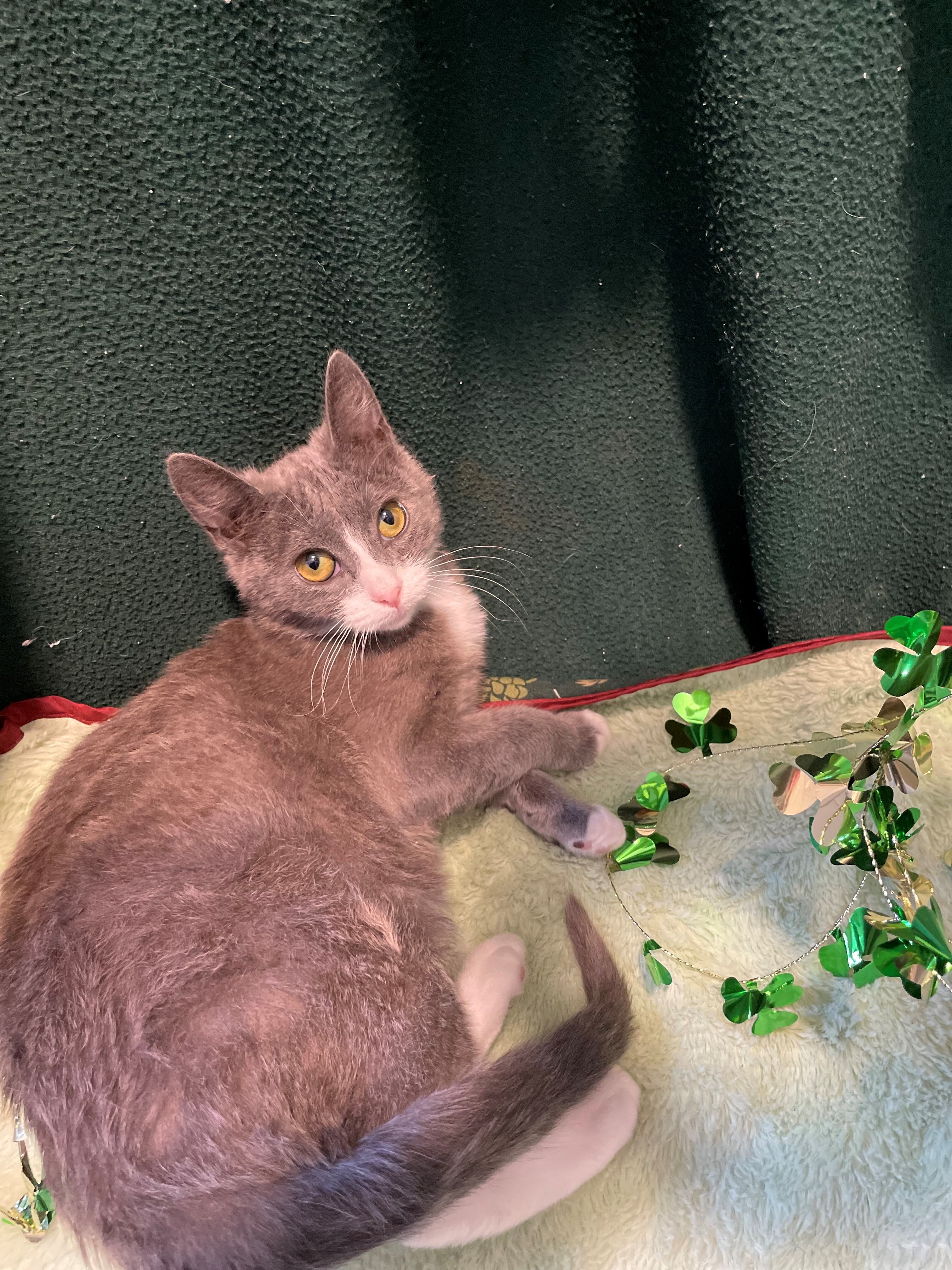 Enlarge Darci, a Adoptable Domestic Short Hair in East Northport, NY image 2/9