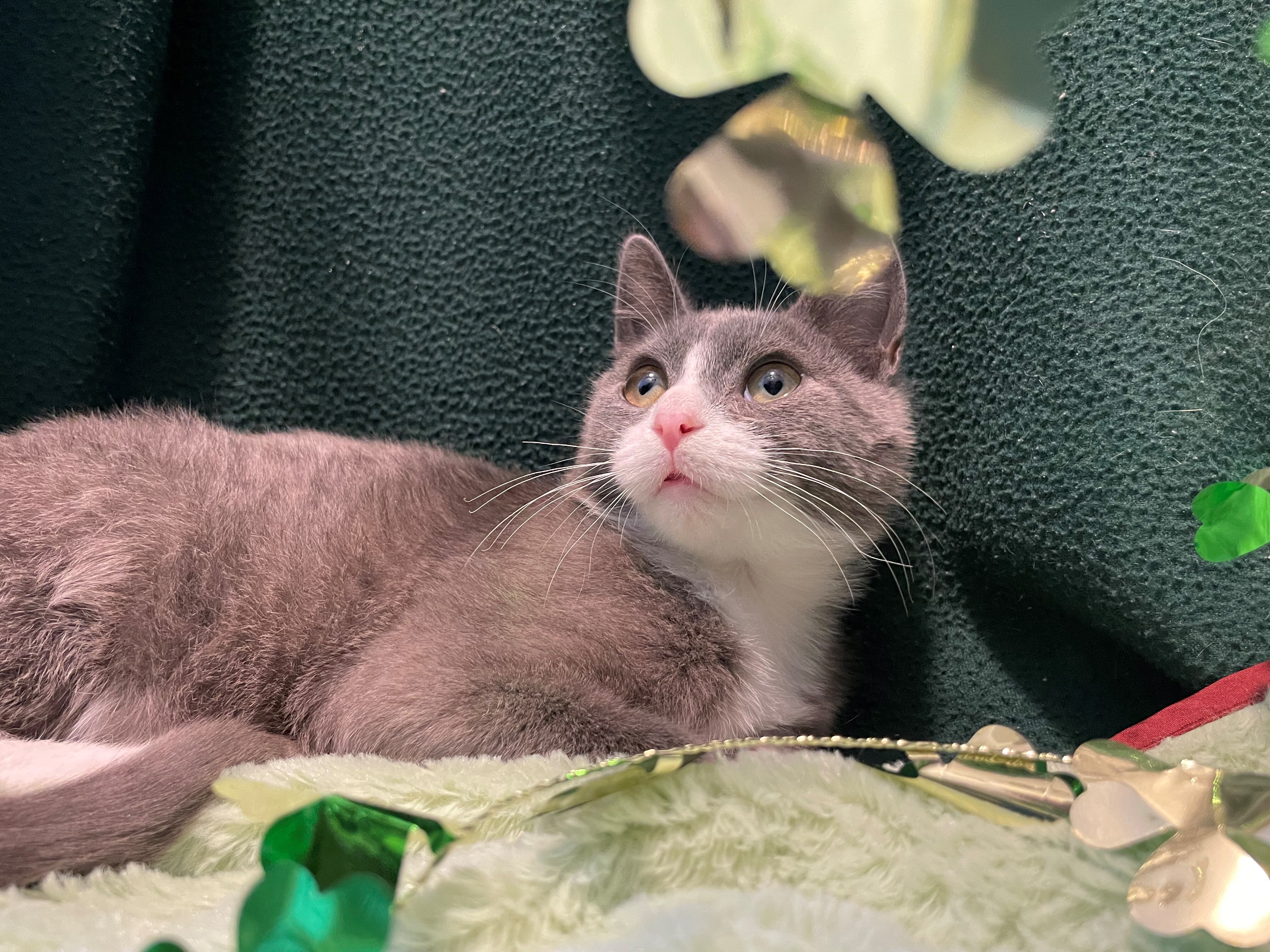 Enlarge Darci, a Adoptable Domestic Short Hair in East Northport, NY image 3/9