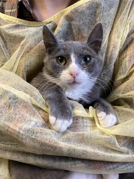 Enlarge Darci, a Adoptable Domestic Short Hair in East Northport, NY image 4/9