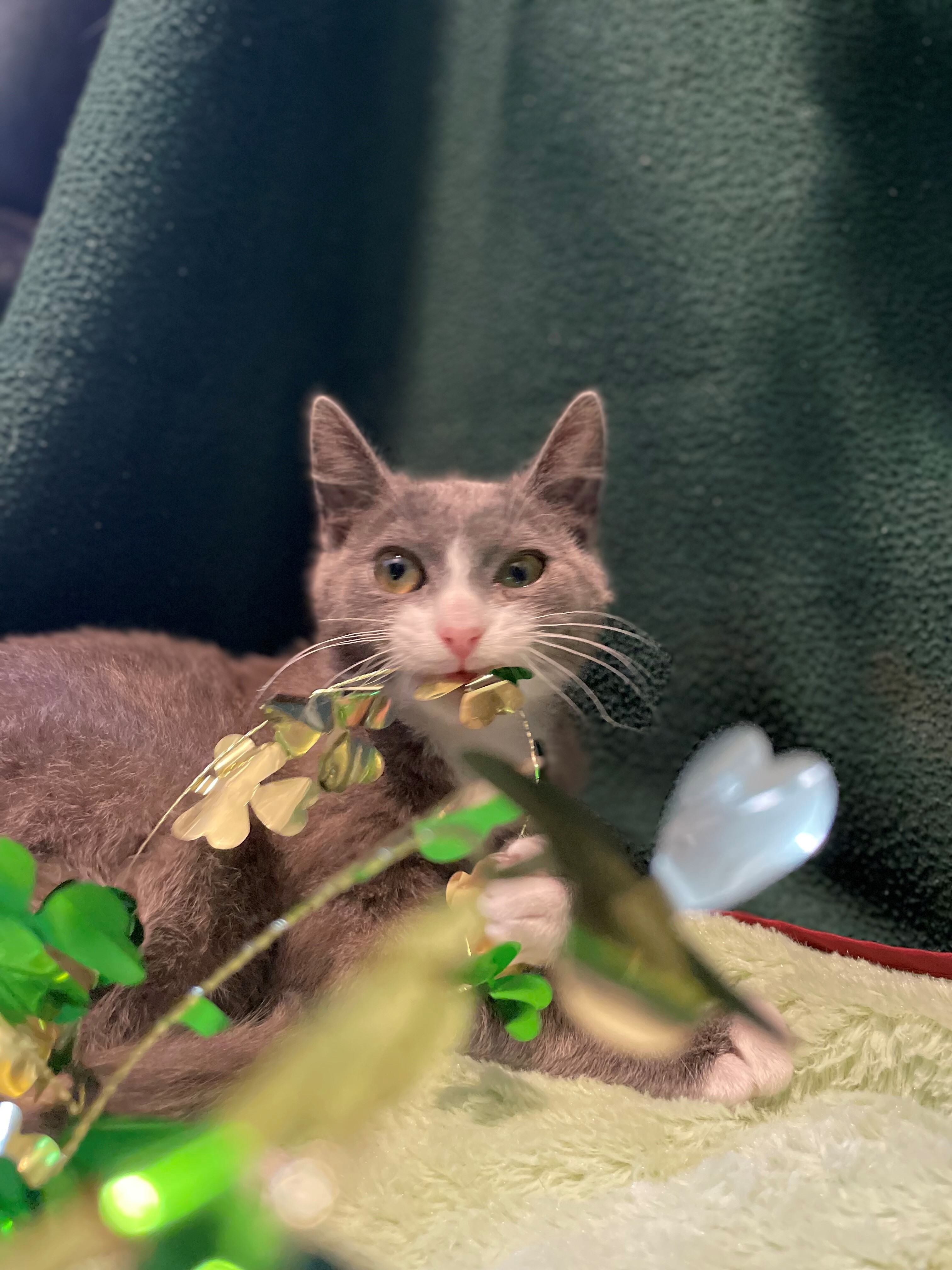 Enlarge Darci, a Adoptable Domestic Short Hair in East Northport, NY image 5/9