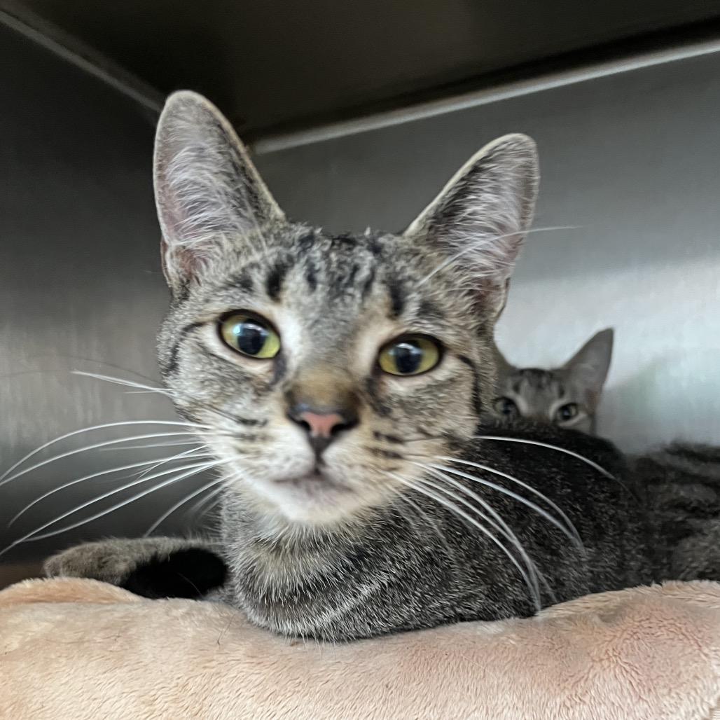 Enlarge Proton, a Adoptable Domestic Short Hair in Fort Wayne, IN image 1/1