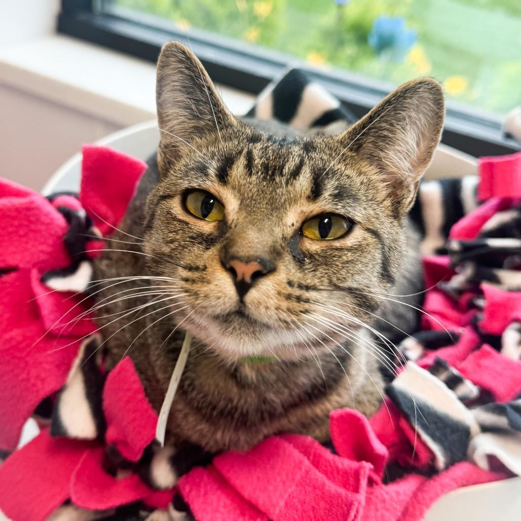 Enlarge Proton, a Adoptable Domestic Short Hair in Fort Wayne, IN image 2/3