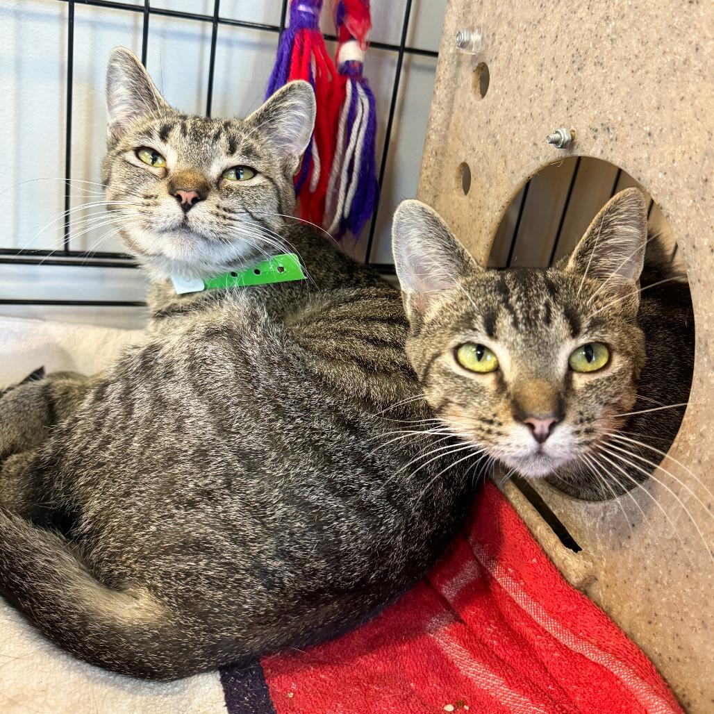Enlarge Proton, a Adoptable Domestic Short Hair in Fort Wayne, IN image 2/2