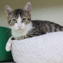 Willow, Adoptable, Adult Female Domestic Short Hair.