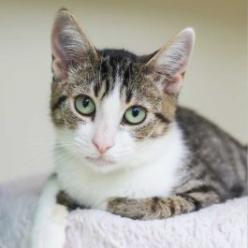 Enlarge Willow, a Adoptable Domestic Short Hair in Los Angeles, CA image 3/3