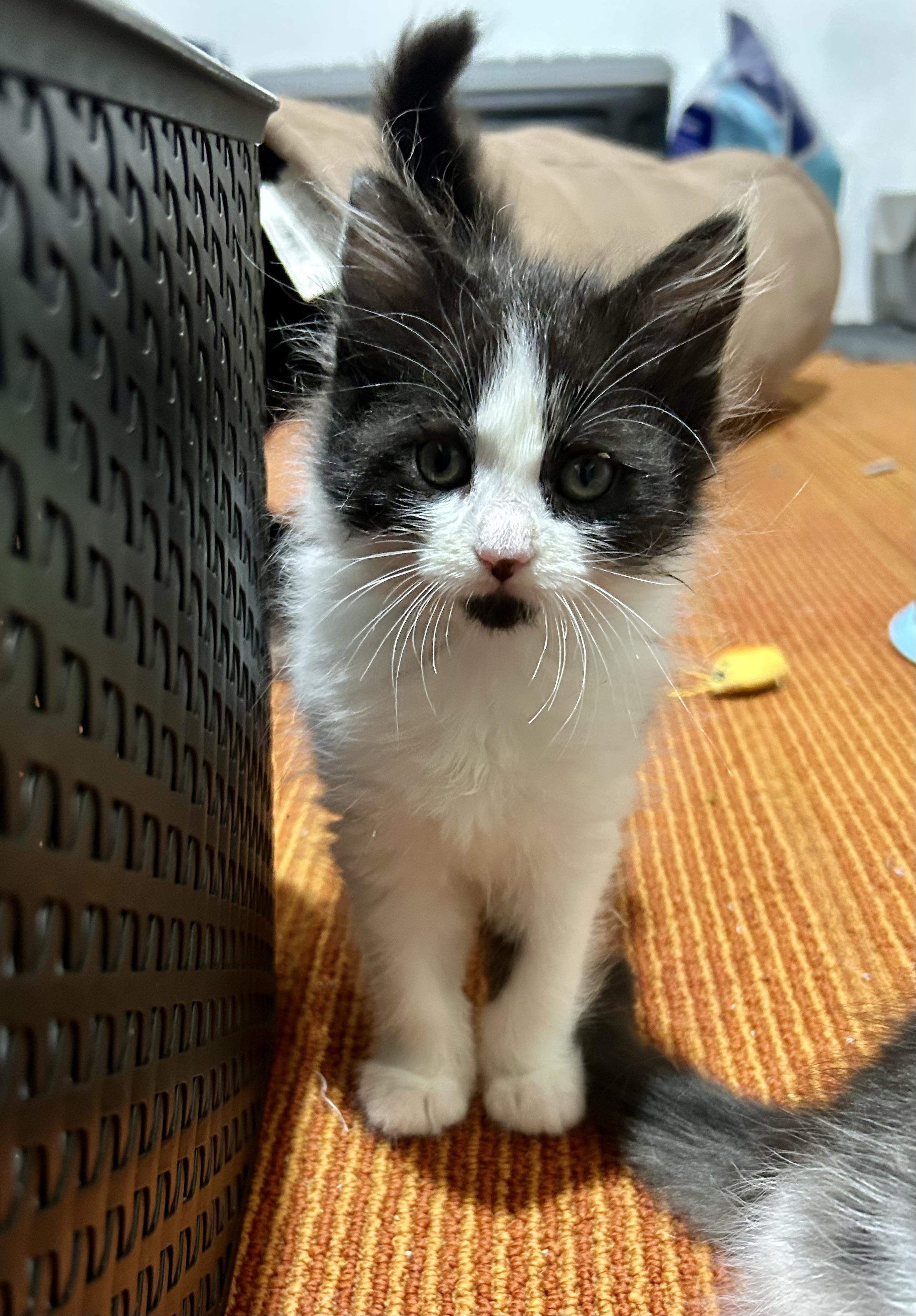 Juneau, adopted, Kitten Female Domestic Medium Hair.