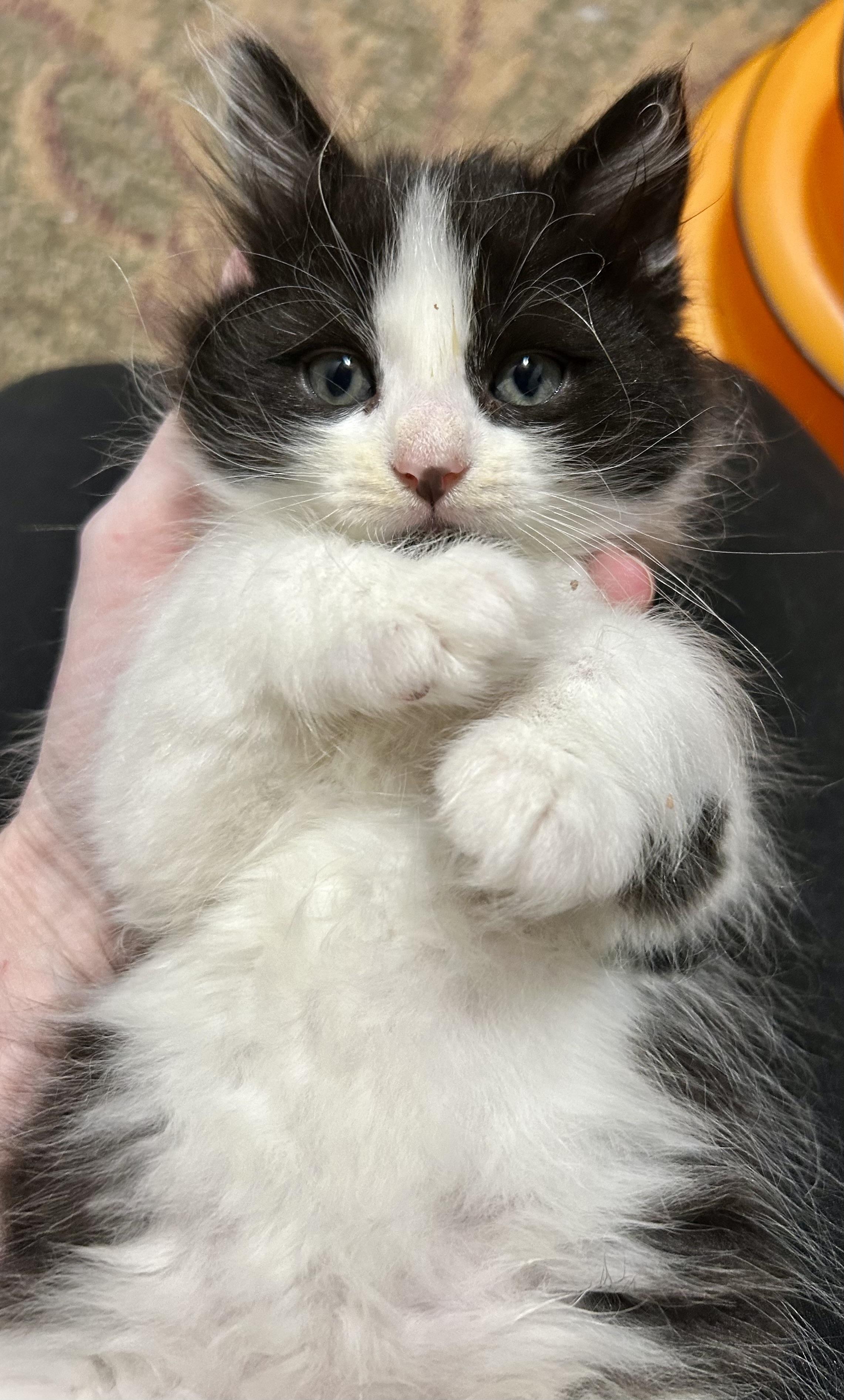 Juneau, an adopted Domestic Medium Hair in Warwick, RI image 2/2