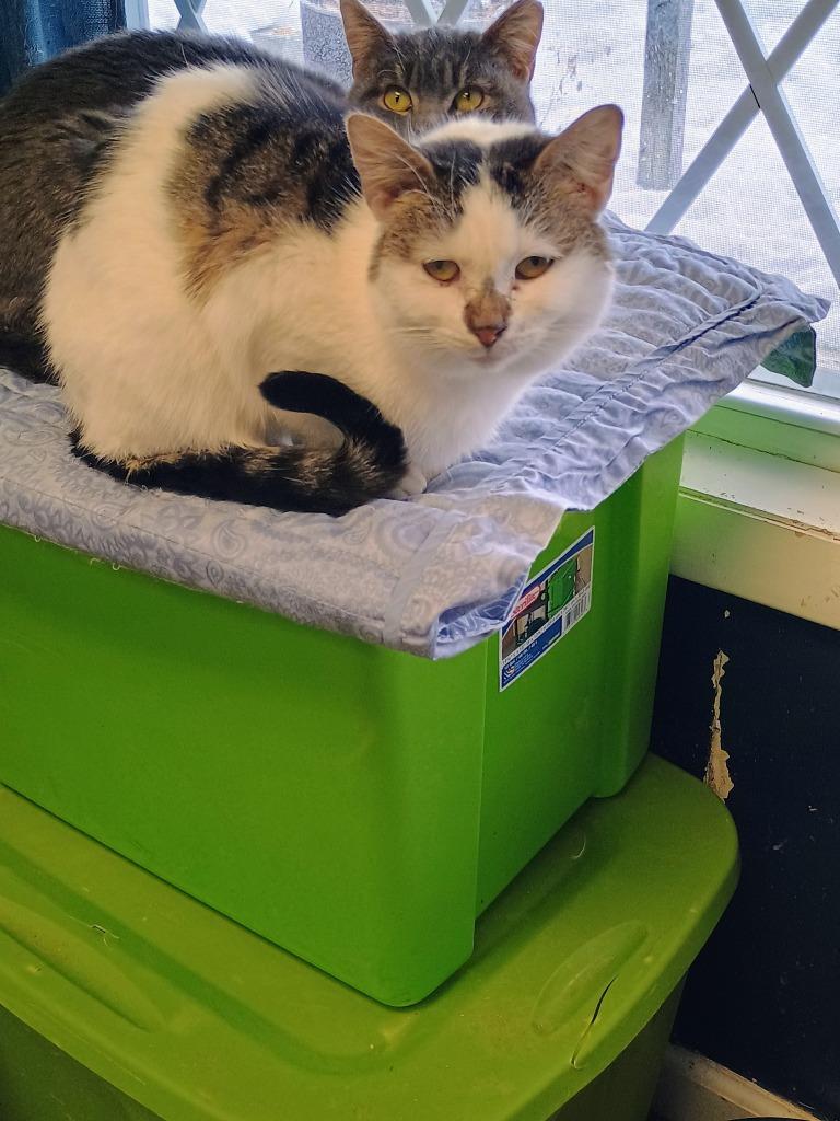 Tinsel, Adoptable, Young Female Domestic Short Hair.