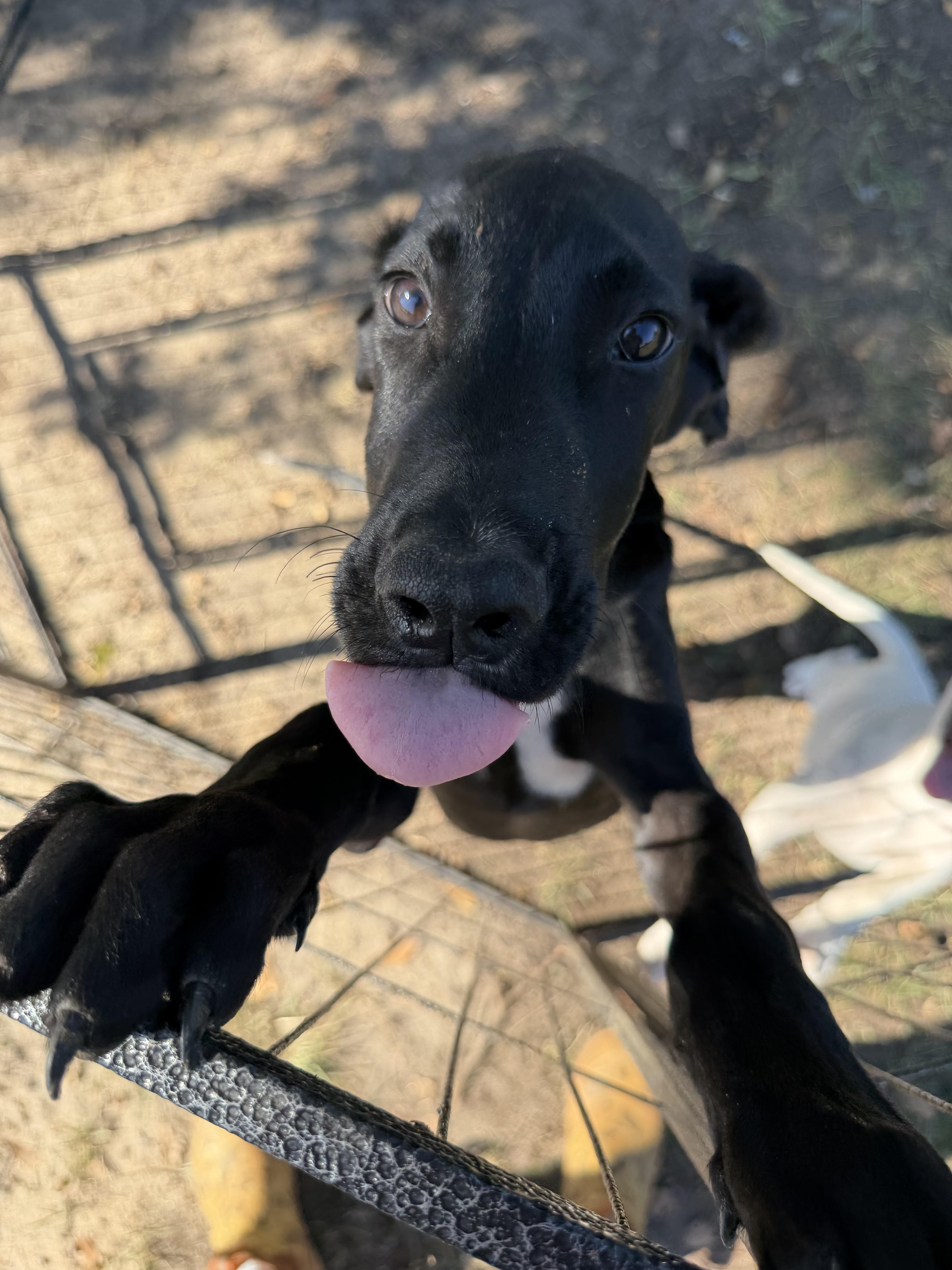 Enlarge Boy 1, a Adoptable mixed breed in Williamston, SC image 1/1