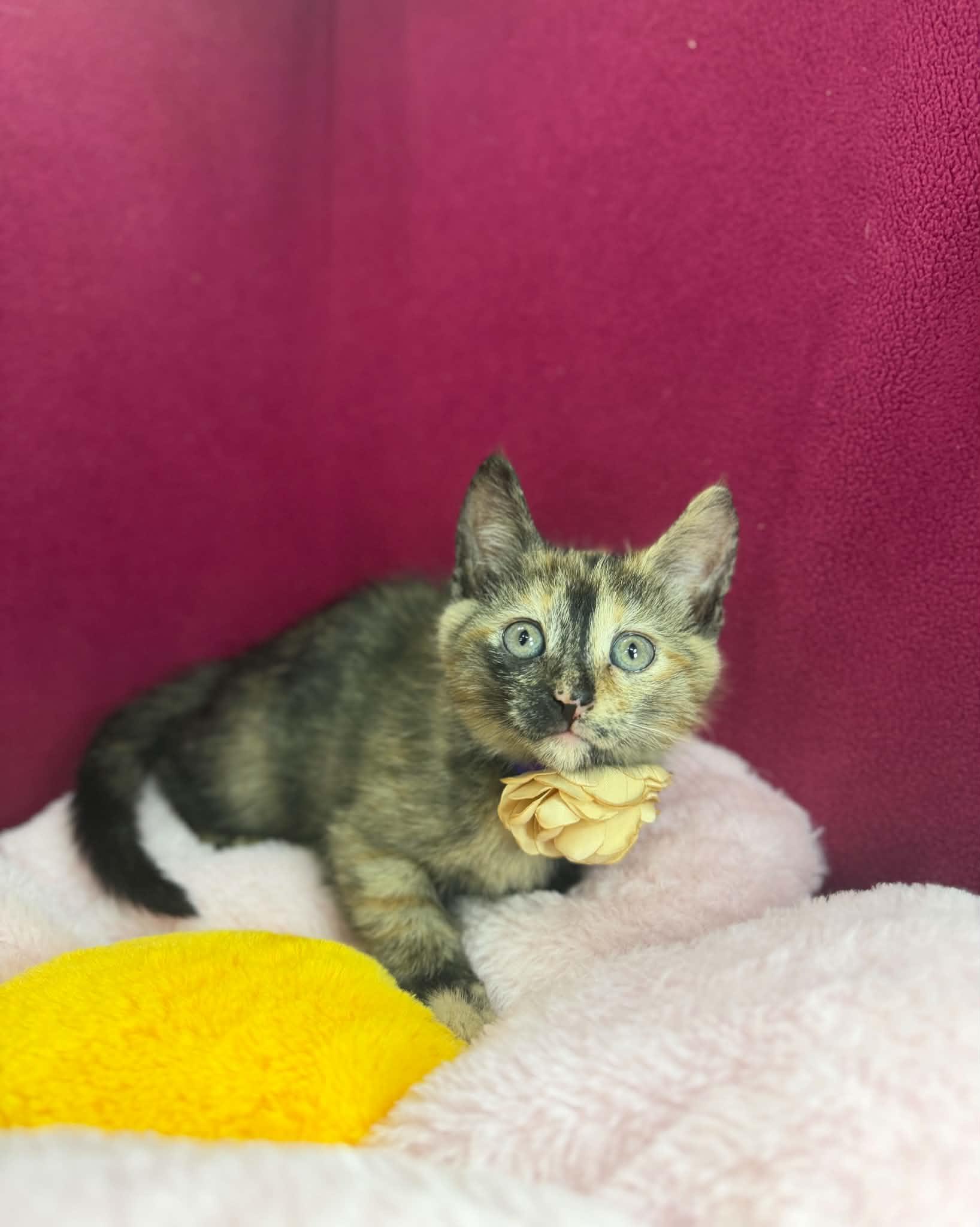Wilma, a ADOPTABLE Tortoiseshell in Tavares, FL image 2/3