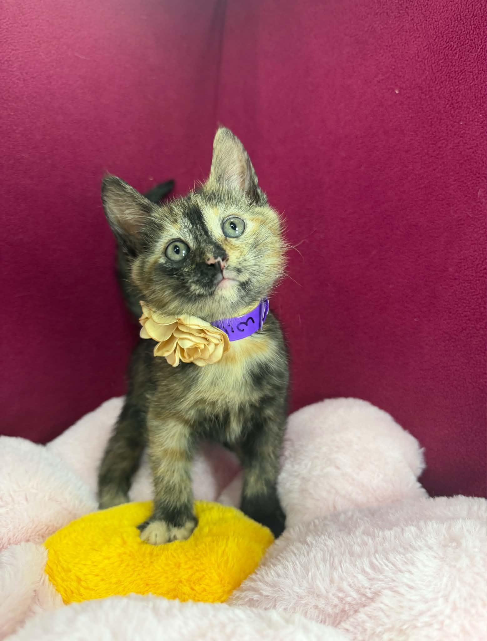 Wilma, a ADOPTABLE Tortoiseshell in Tavares, FL image 3/3