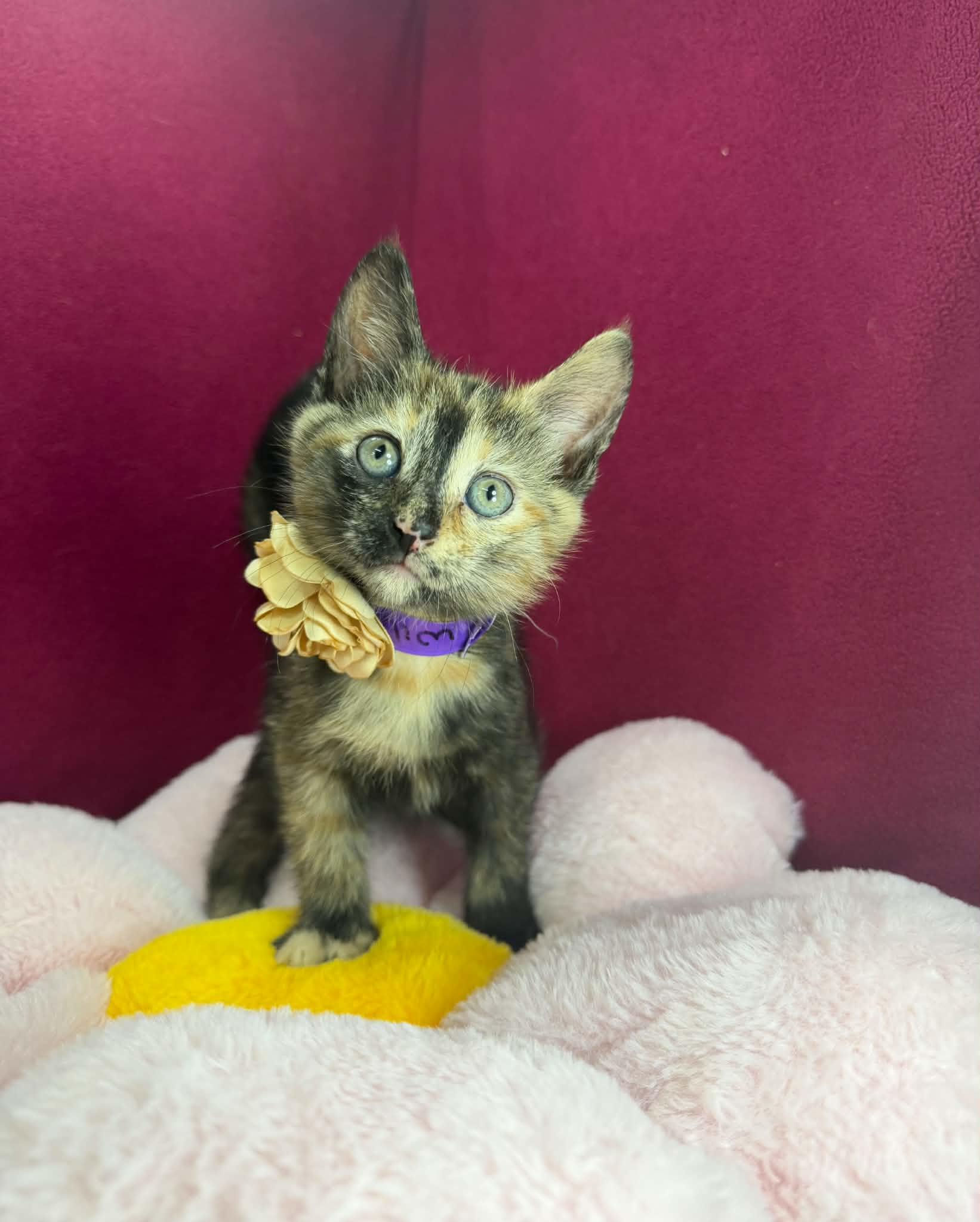 Wilma, a ADOPTABLE Tortoiseshell in Tavares, FL image 1/3