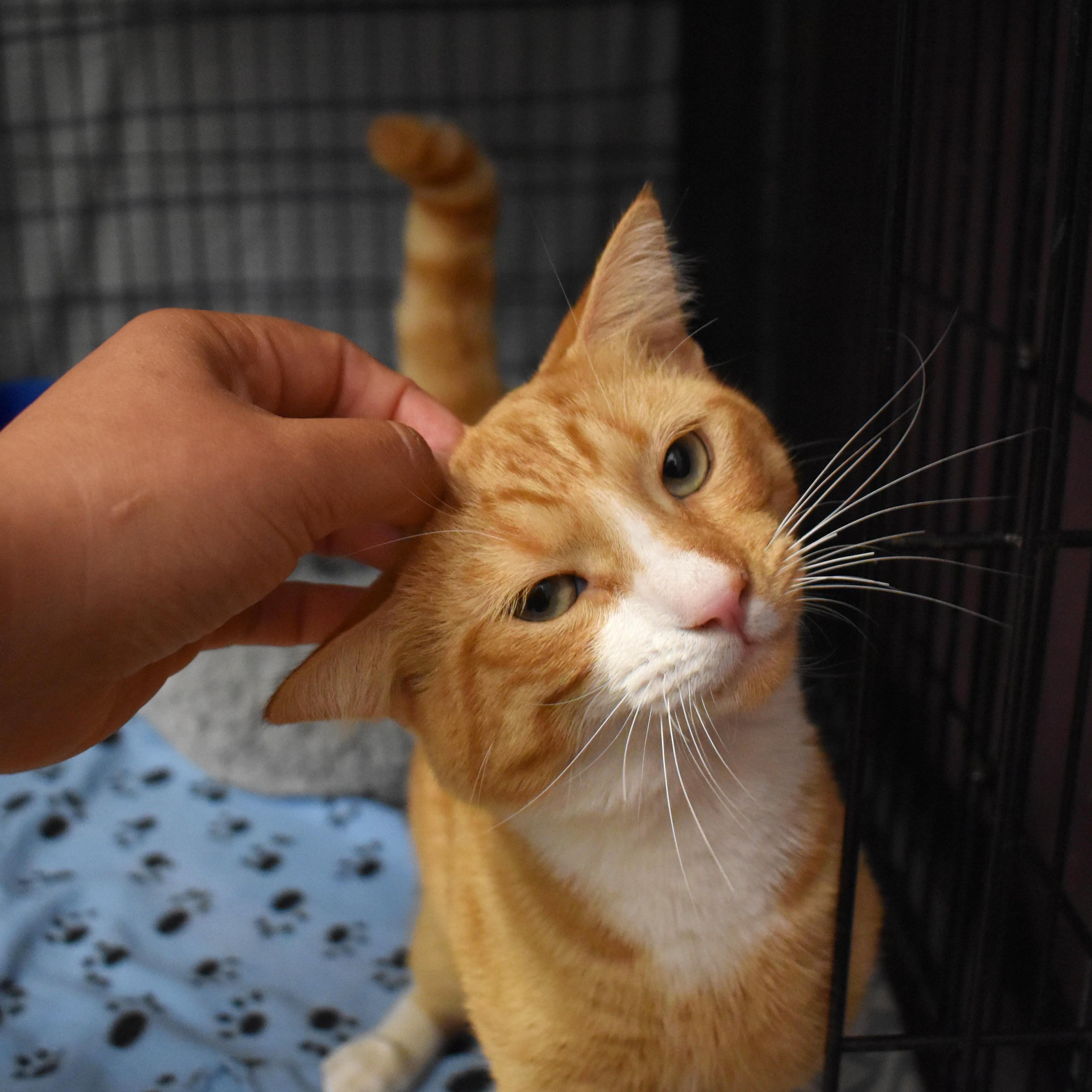 Cheeto