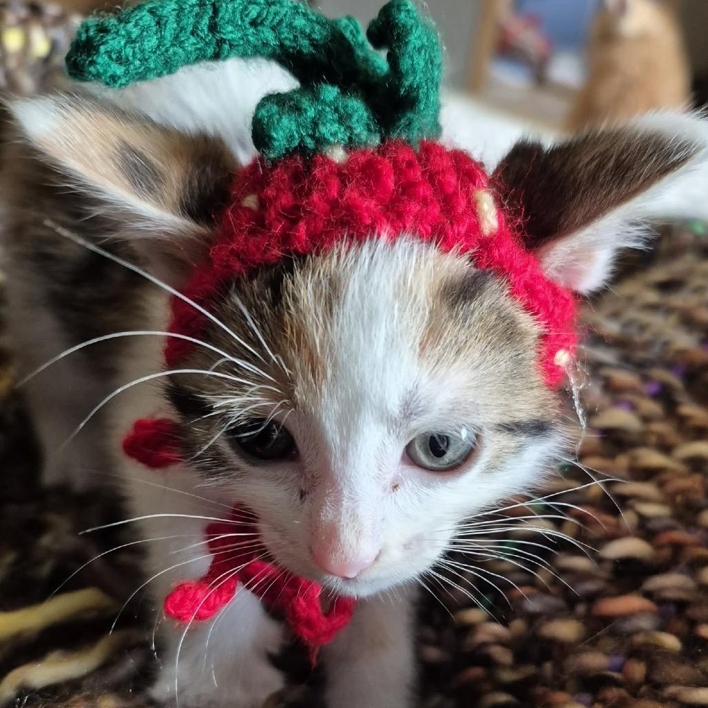 Lola Bunny, Adoptable, Kitten Female Domestic Short Hair.