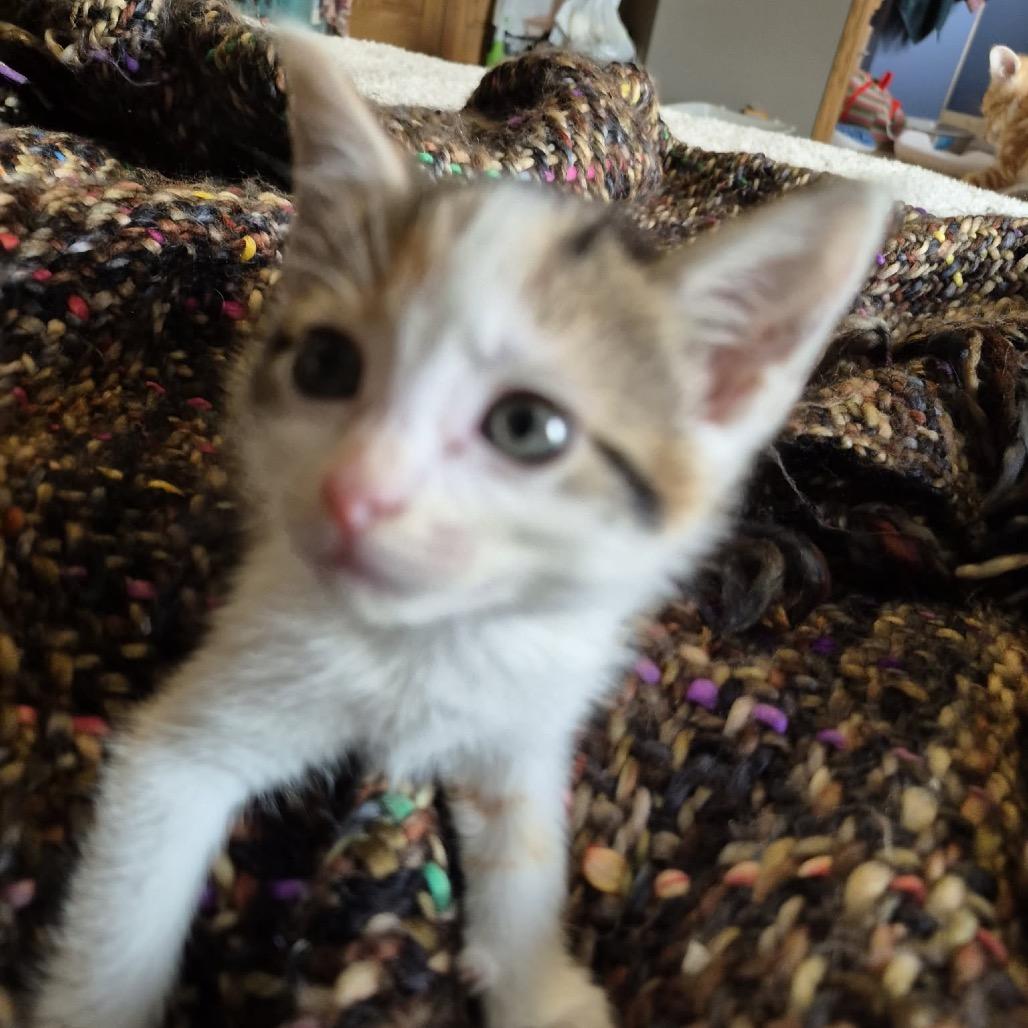 Enlarge Lola Bunny, a Adoptable Domestic Short Hair in Buffalo, MN image 2/2