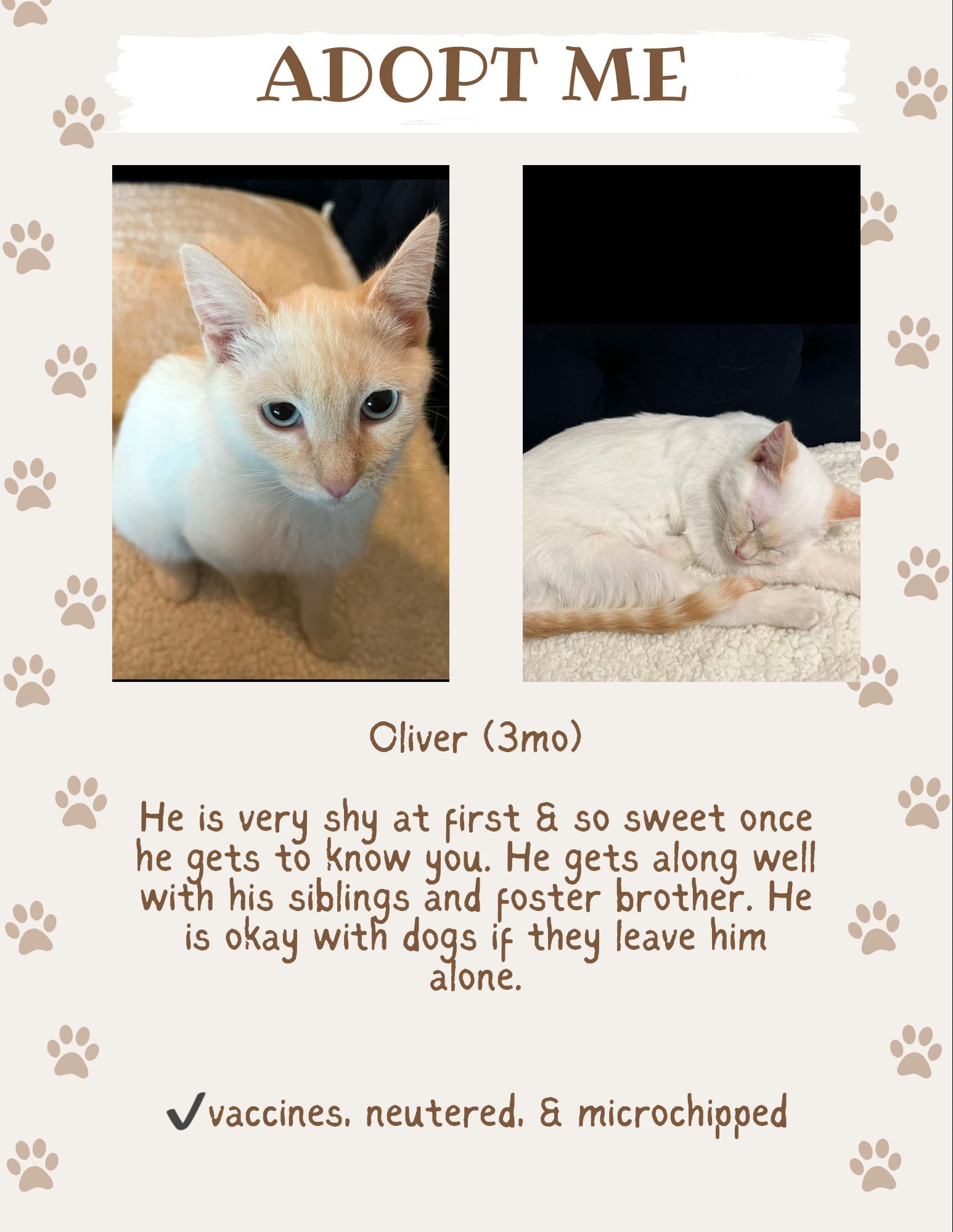 Oliver, Adopted, Kitten Male Domestic Short Hair.