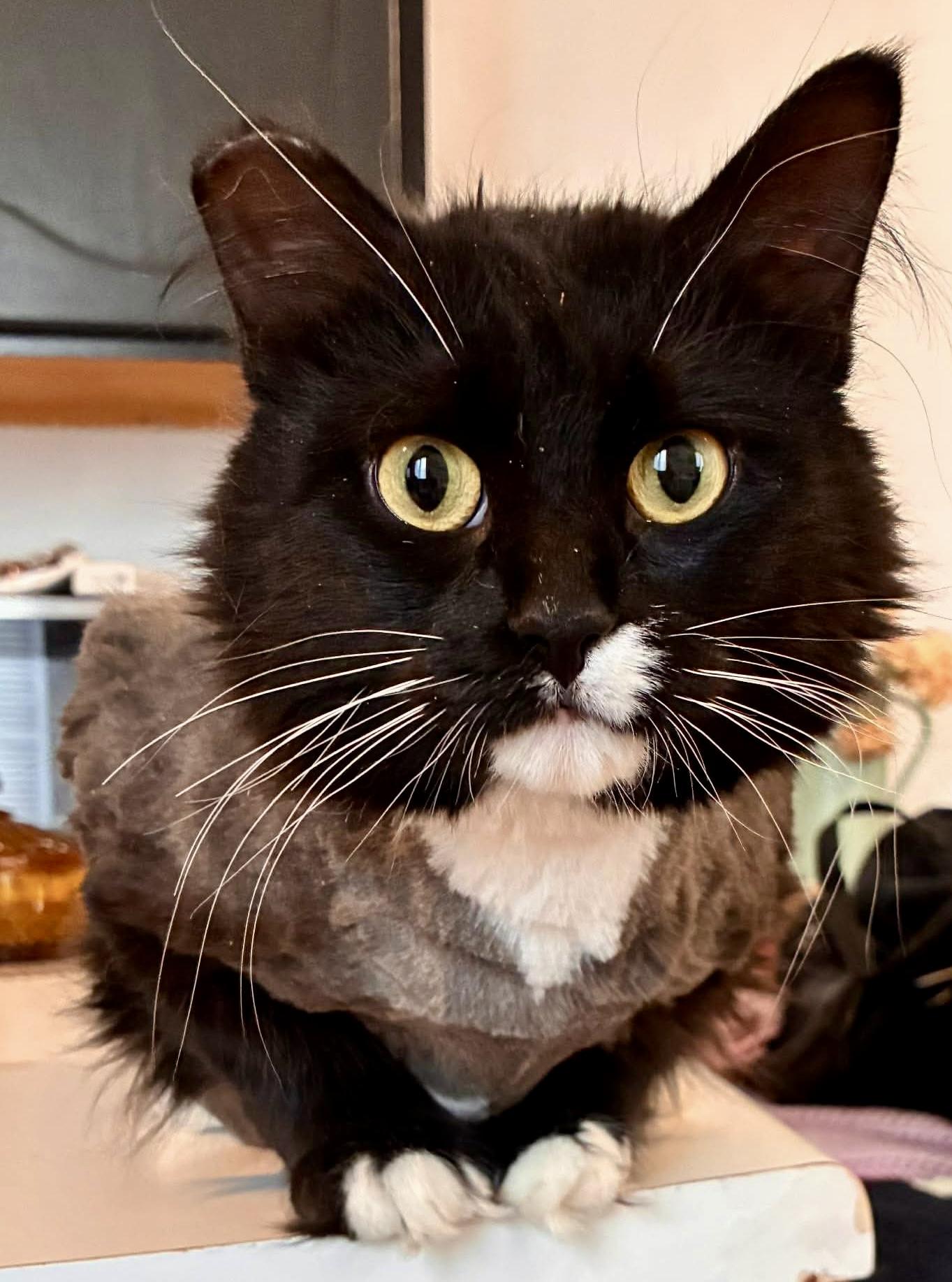 Eleven, ADOPTABLE, Young Female Domestic Medium Hair.