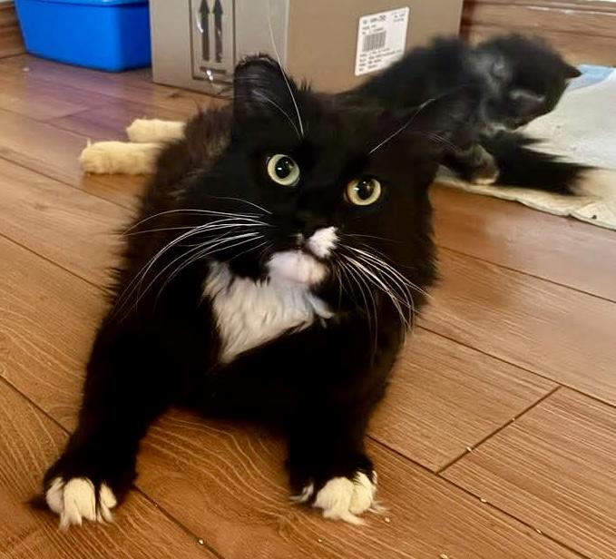 Eleven, a ADOPTABLE Domestic Medium Hair in Pointe-Claire, QC image 2/6