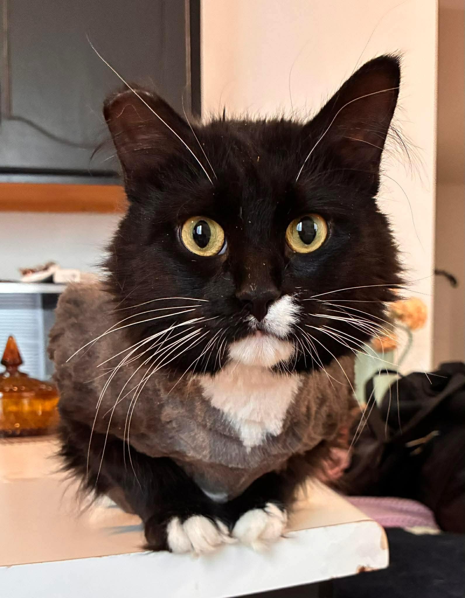 Eleven, a ADOPTABLE Domestic Medium Hair in Pointe-Claire, QC image 4/6