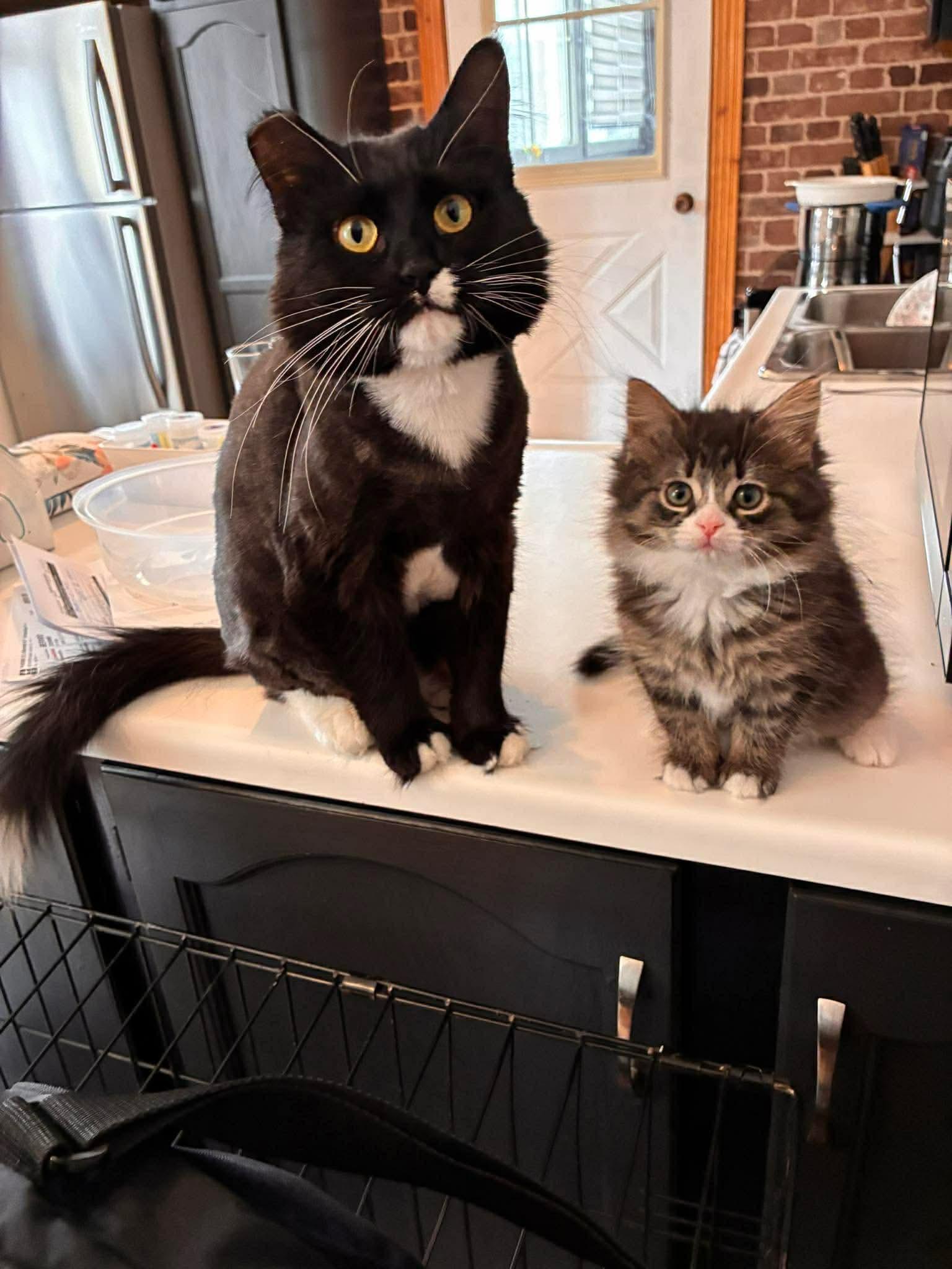 Eleven, a ADOPTABLE Domestic Medium Hair in Pointe-Claire, QC image 3/6