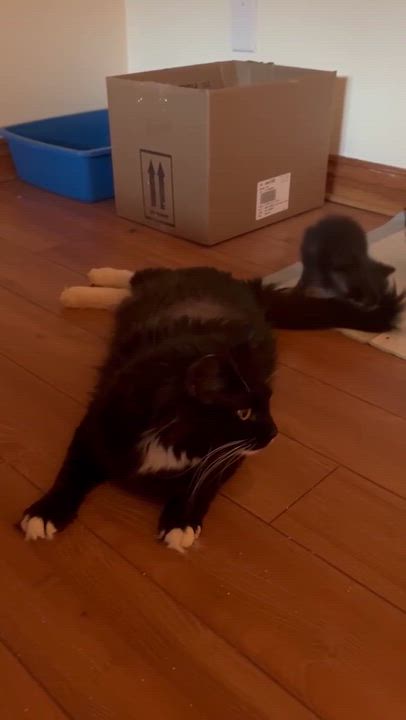 Enlarge Eleven, a ADOPTABLE Domestic Medium Hair in Pointe-Claire, QC video 5/6