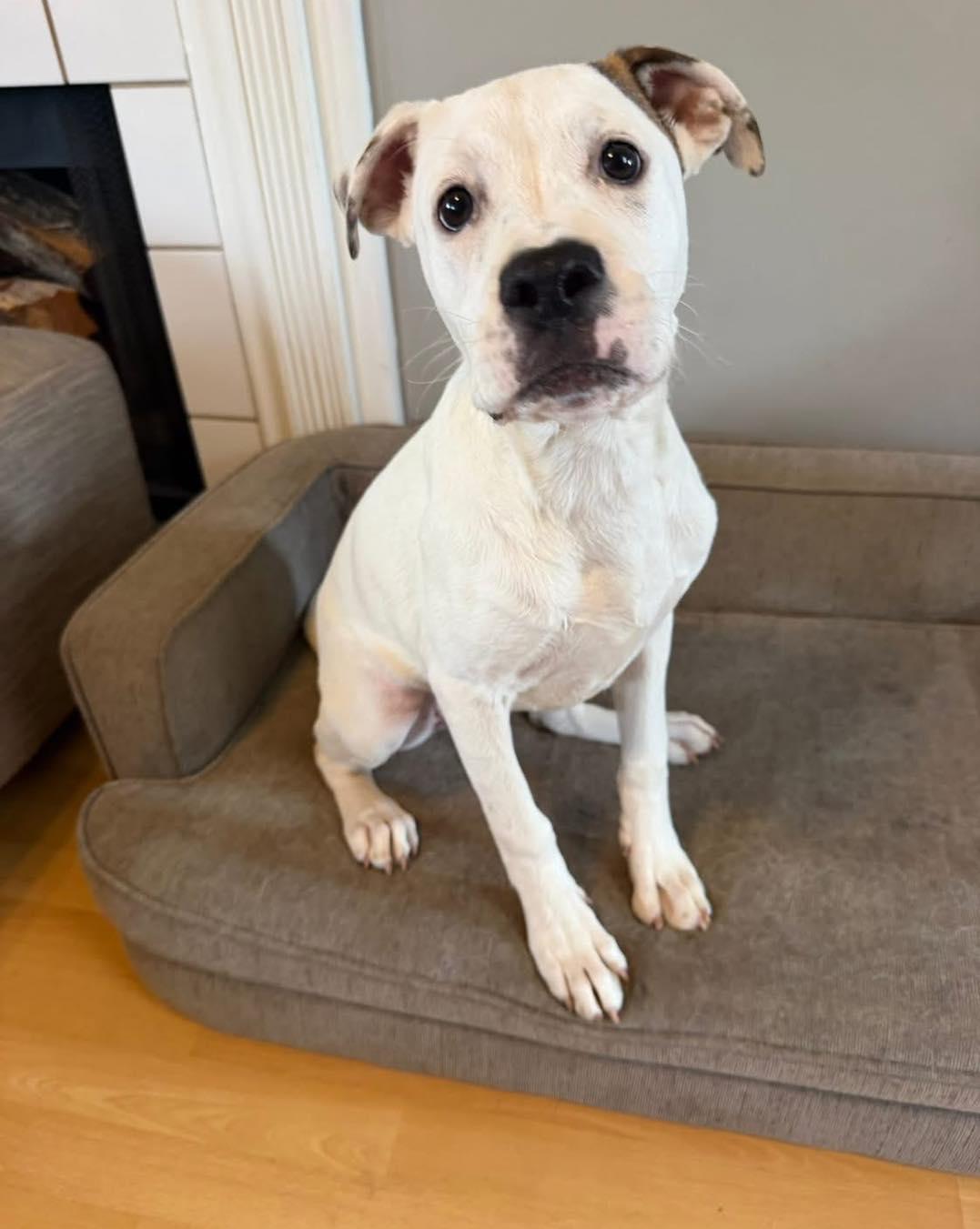 Soleil, adoptable, Young Female Pit Bull Terrier.