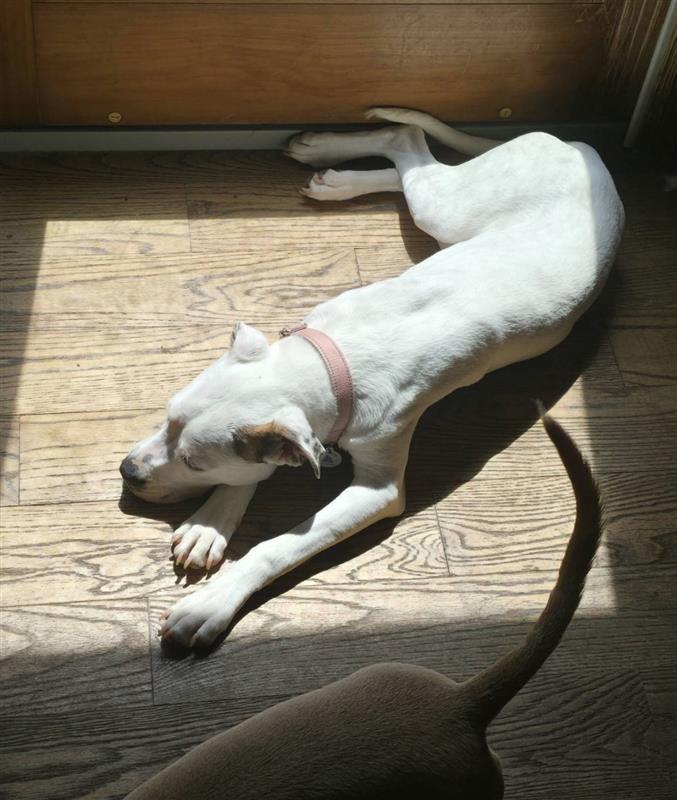 Soleil, an adoptable mixed breed in Grafton, MA image 5/6