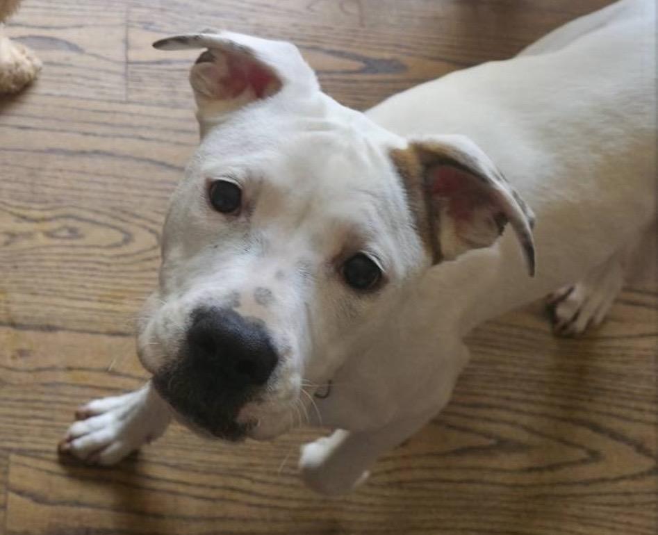 Soleil, an adoptable mixed breed in Grafton, MA image 6/6