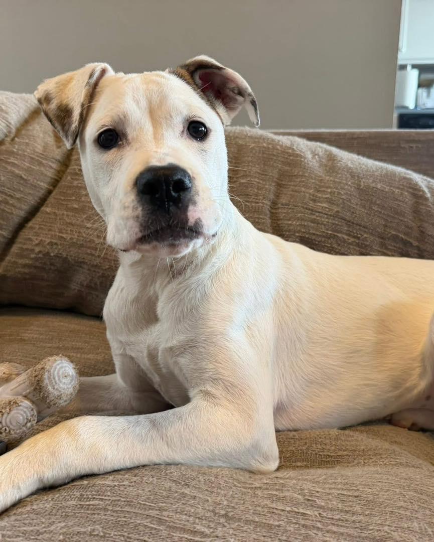 Soleil, an adoptable mixed breed in Grafton, MA image 3/6
