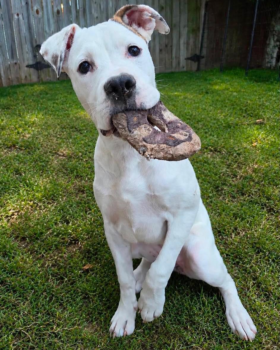 Soleil, an adoptable mixed breed in Grafton, MA image 2/6