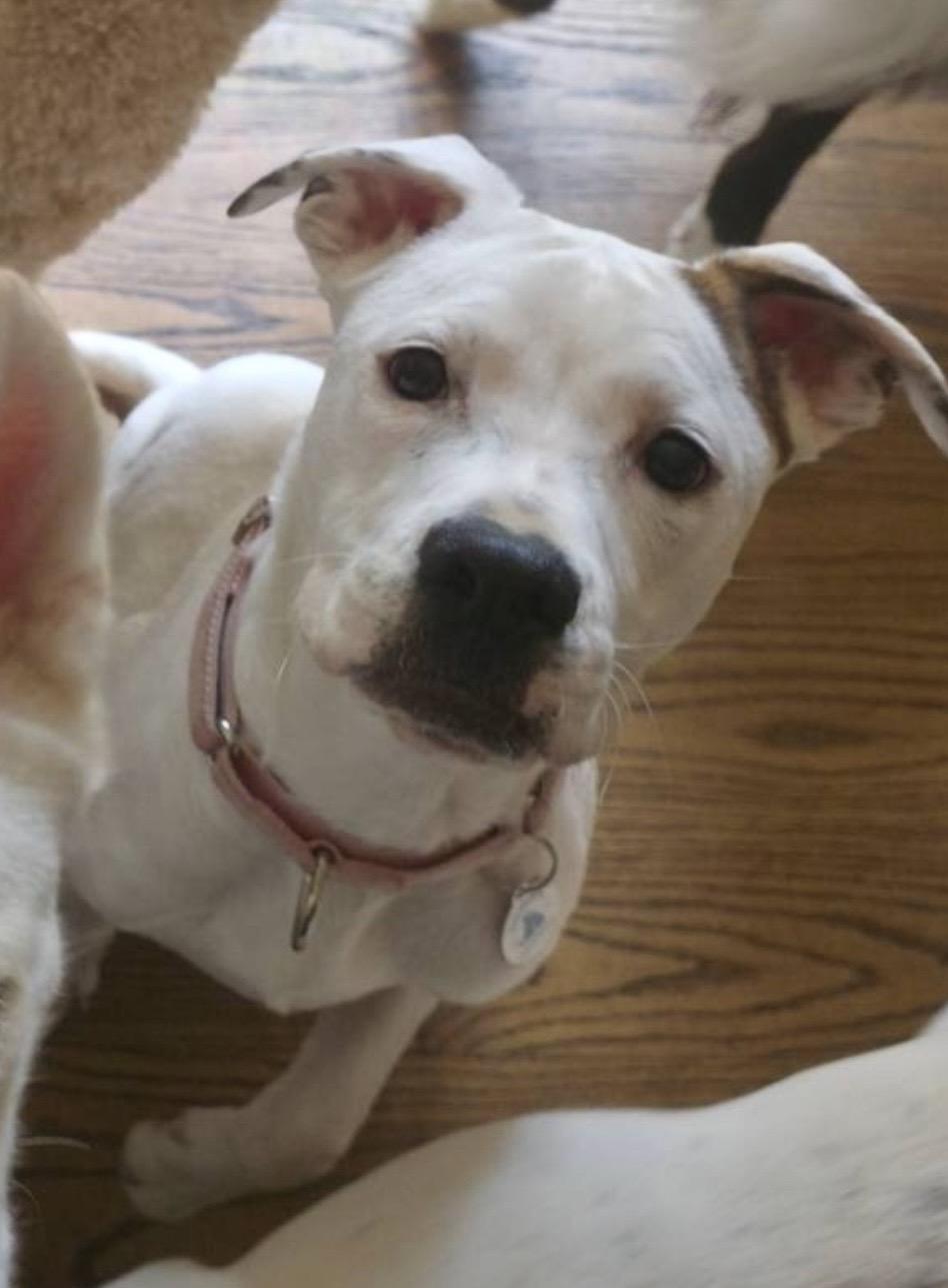 Soleil, an adoptable mixed breed in Grafton, MA image 4/6